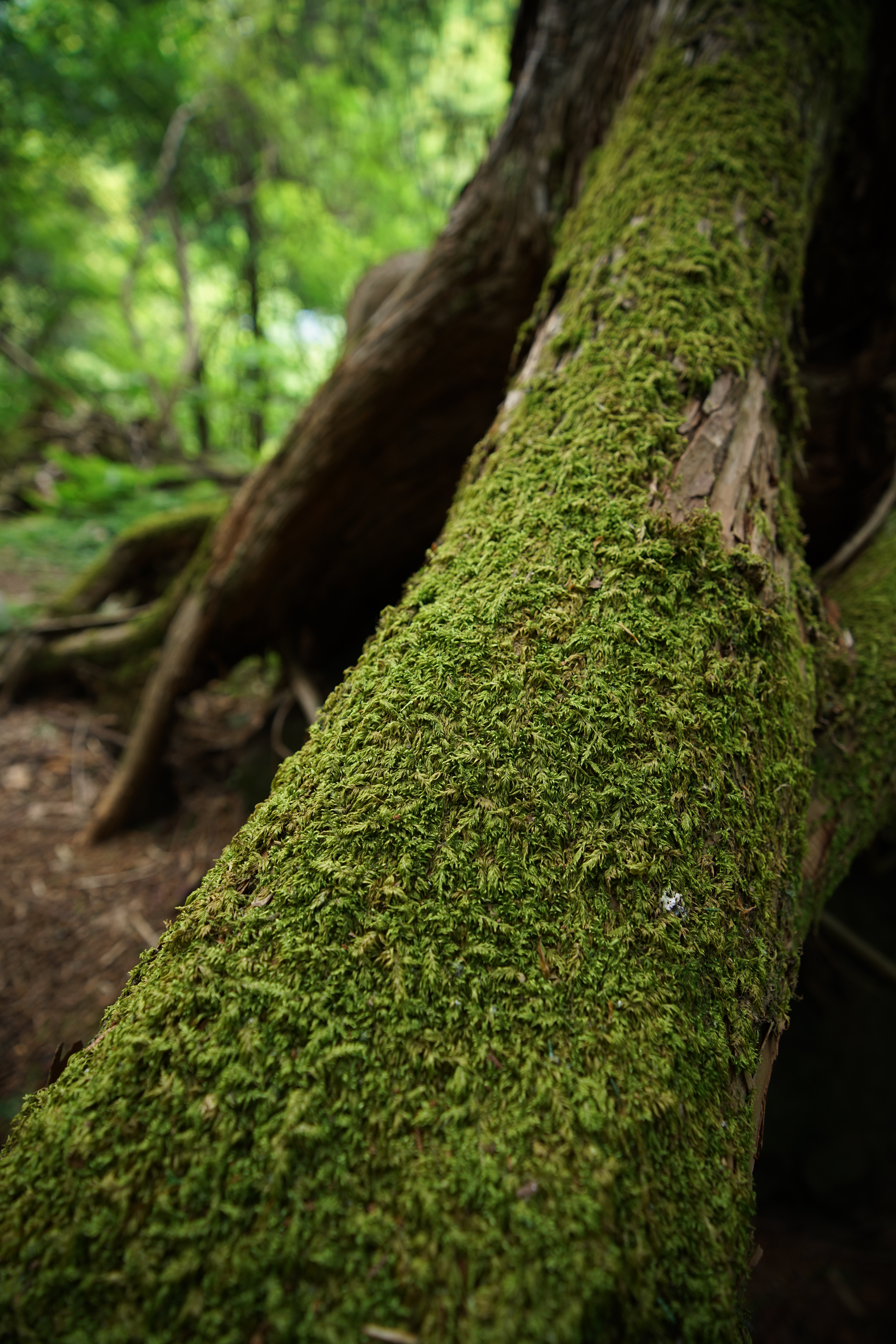 α7R II / 1/125秒 / F2.8 / -0.7EV / ISO400 / 絞り優先AE / 16mm