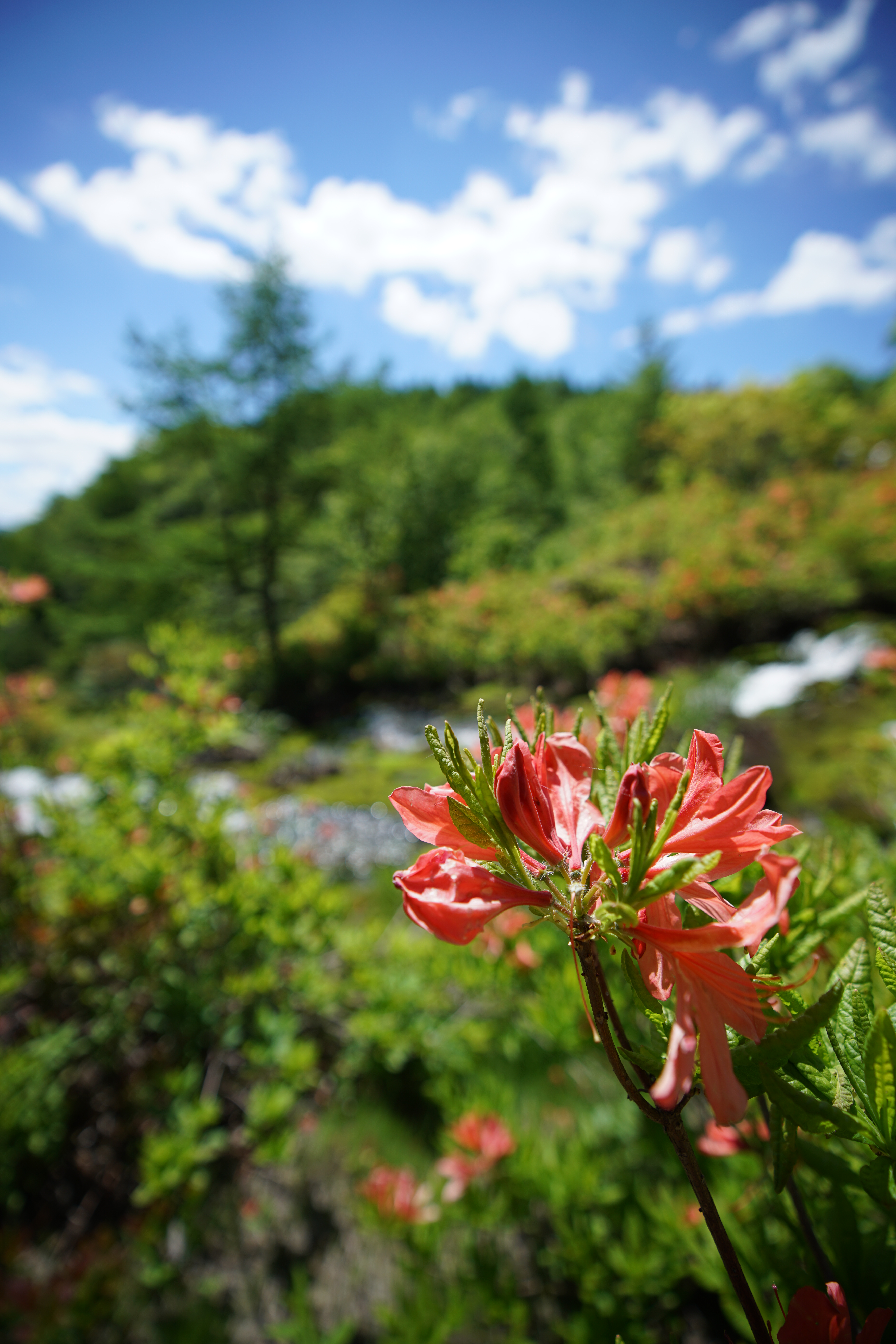 α7R II / 1/1,600秒 / F2.8 / +0.3EV / ISO100 / 絞り優先AE / 16mm