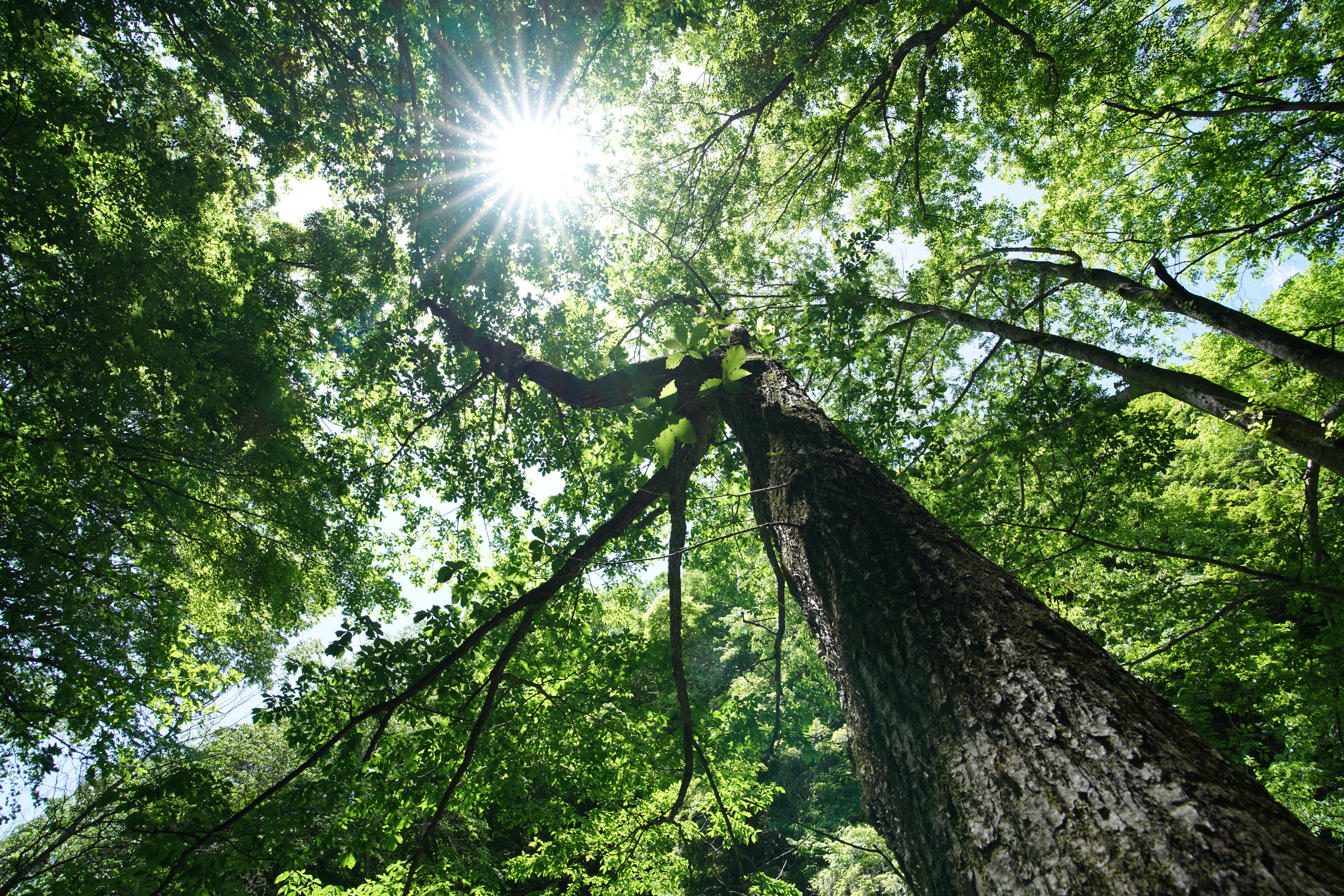 α7R II / 1/60秒 / F11 / +0.7EV / ISO200 / 絞り優先AE / 16mm