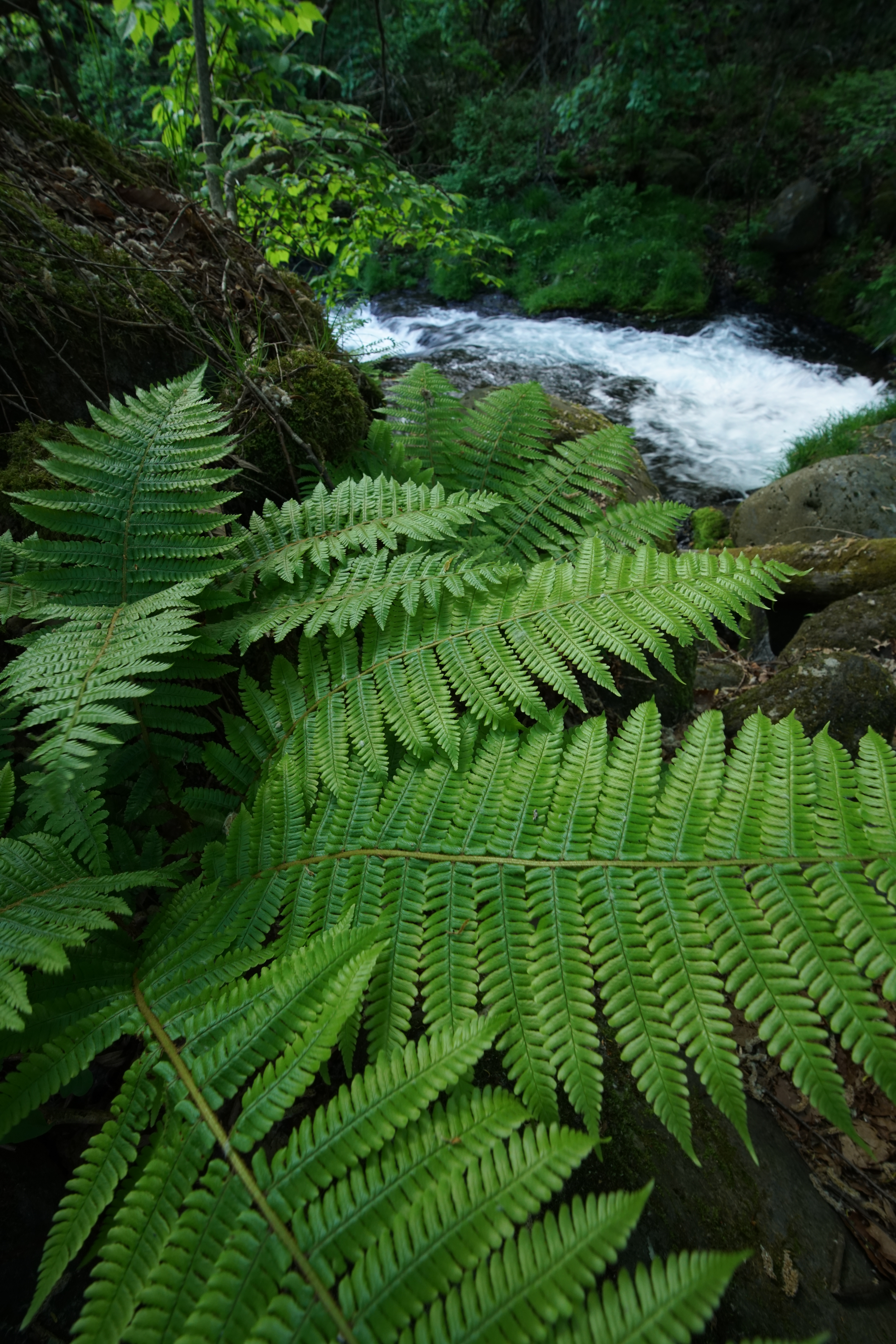 α7R II / 1/25秒 / F11 / -0.7EV / ISO800 / 絞り優先AE / 16mm