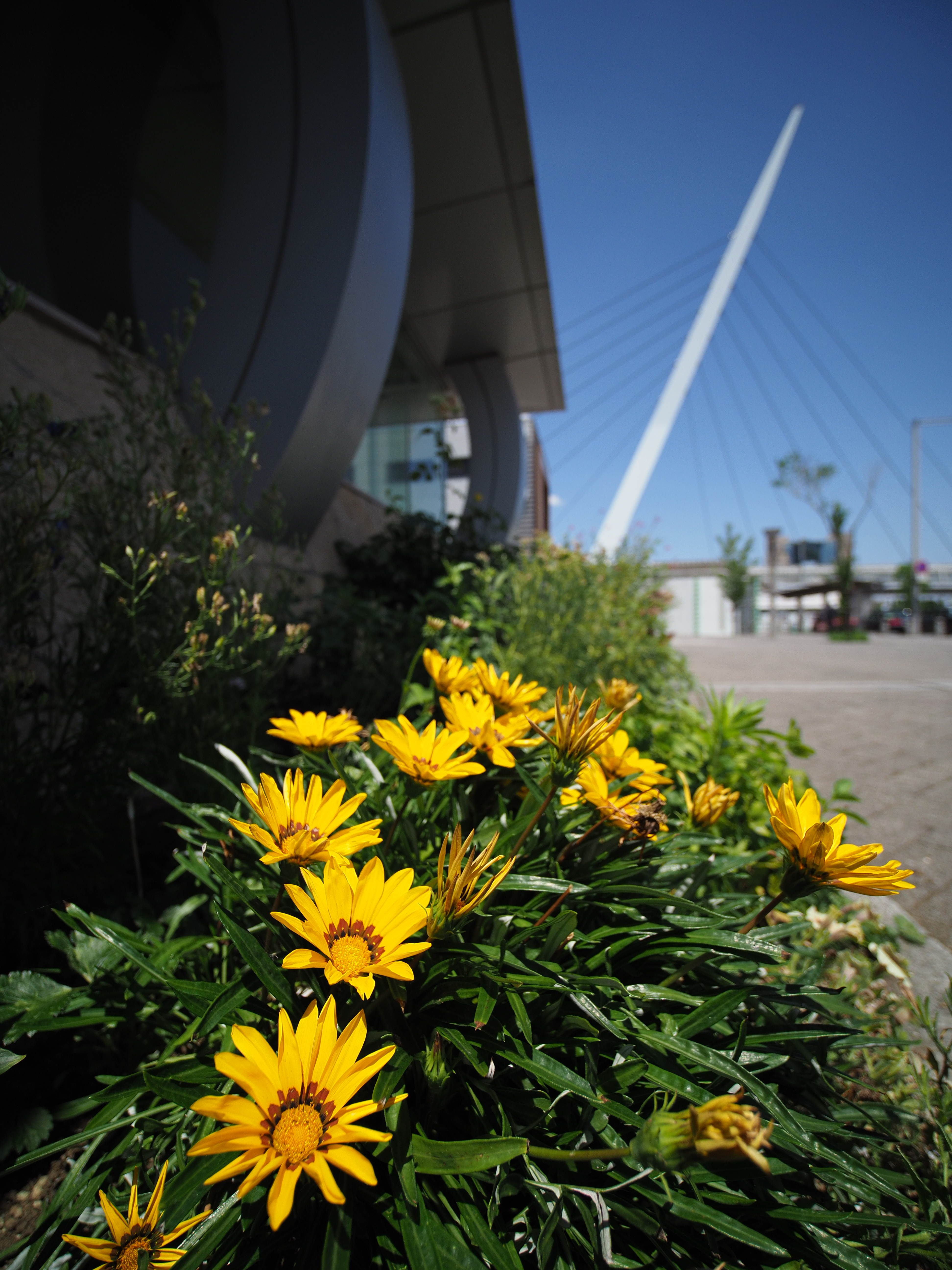 E-M1 Mark II / 1/4,000秒 / F2.8 / -0.7EV / ISO200 / 絞り優先AE / 7.5mm