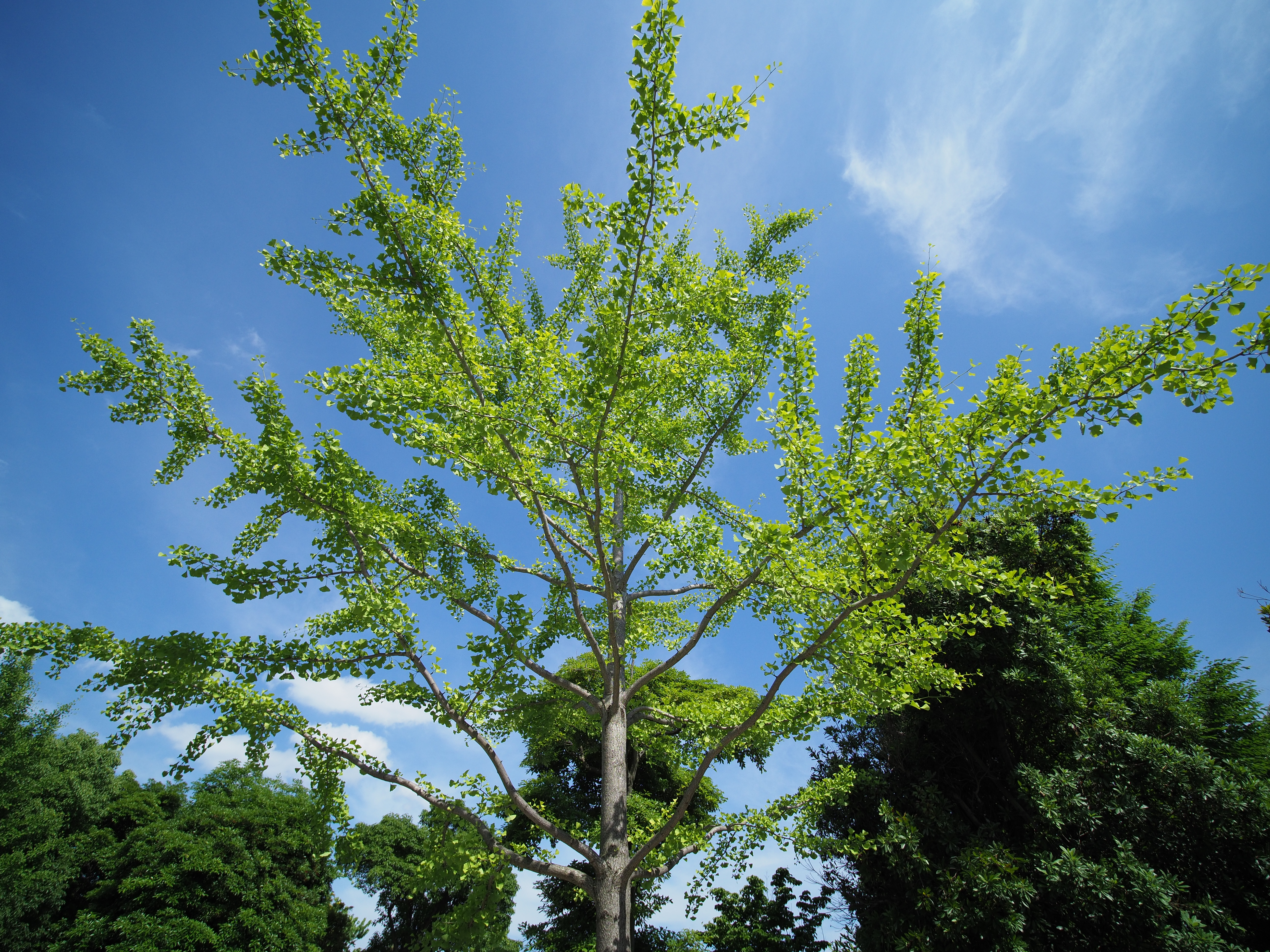 E-M1 Mark II / 1/1,600秒 / F4 / +0.3EV / ISO200 / 絞り優先AE / 7.5mm