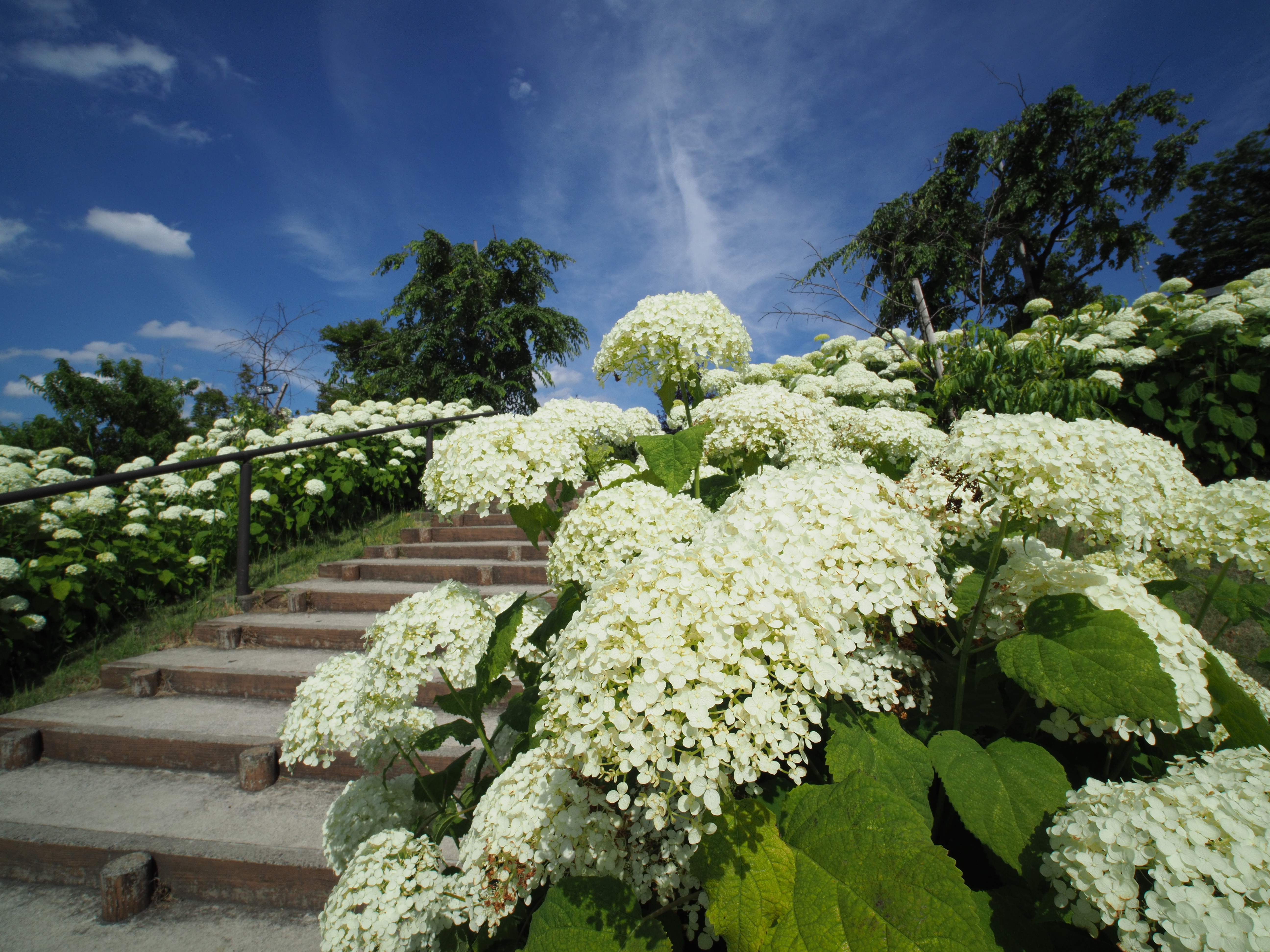 E-M1 Mark II / 1/320秒 / F4 / +0.3EV / ISO200 / 絞り優先AE / 7.5mm