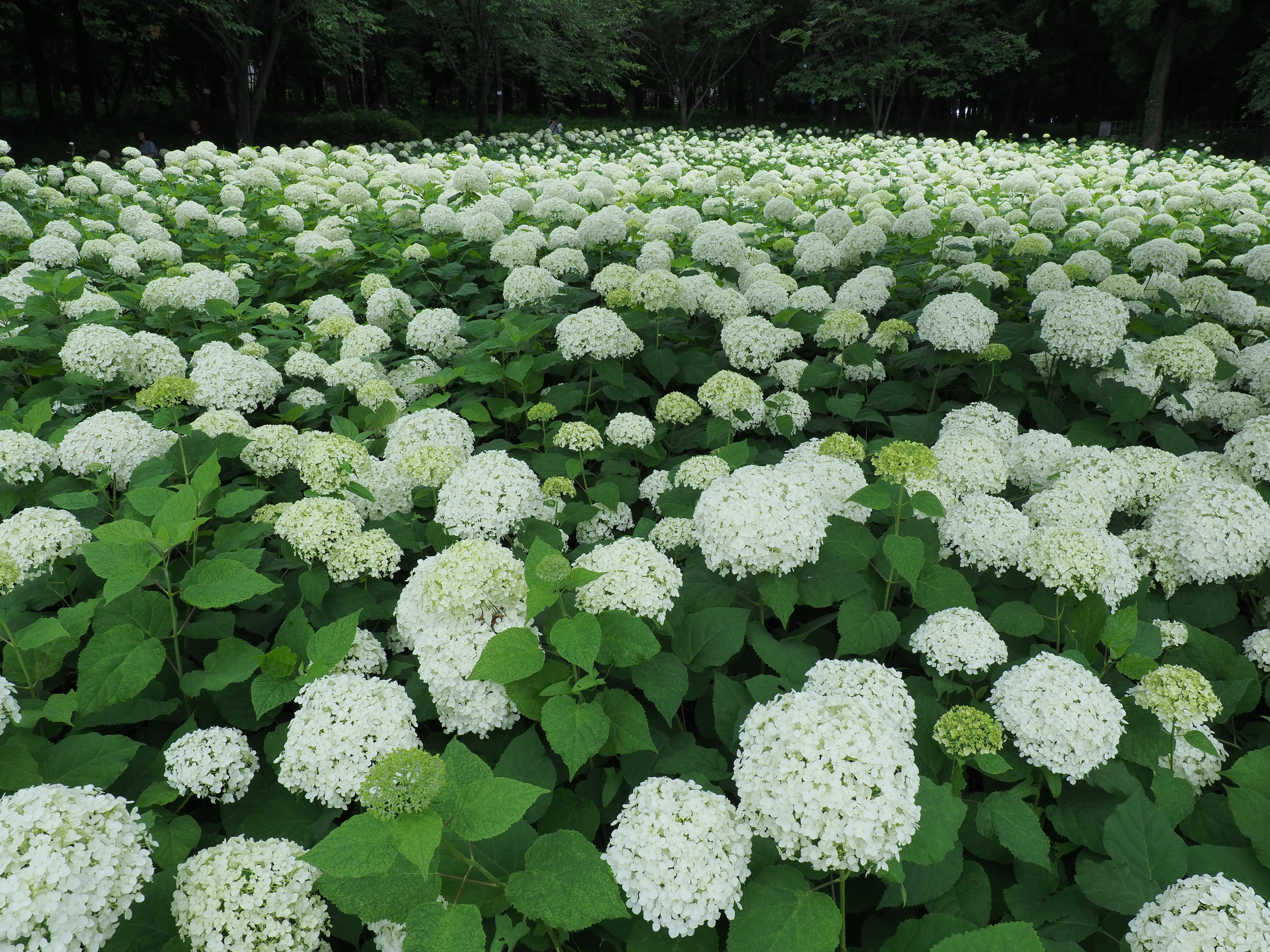 E-M1 Mark II / 1/80秒 / F8 / -0.3EV / ISO200 / 絞り優先AE / 12mm