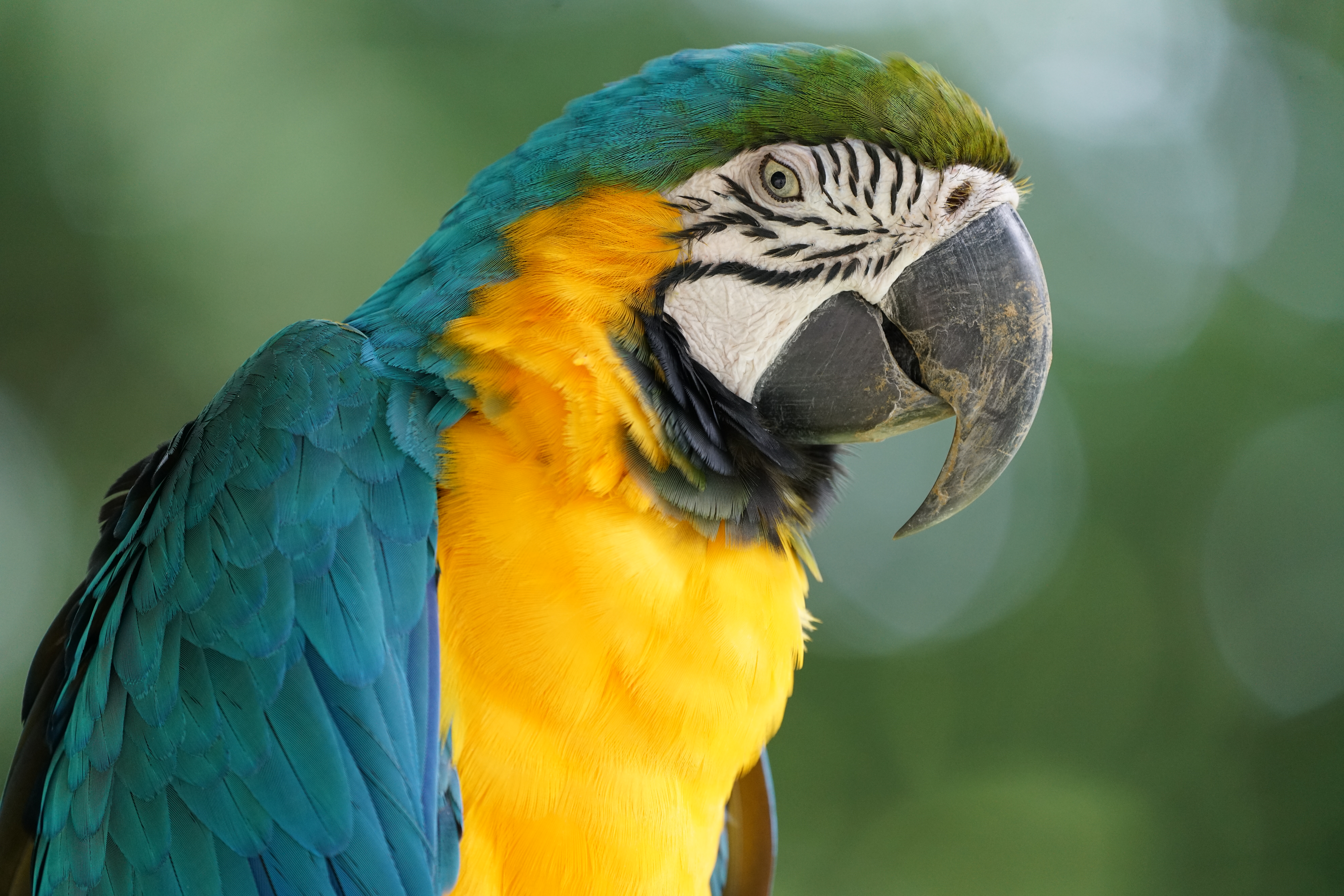 α7R II / 1/400秒 / F5.6 / +0.3EV / ISO1600 / 絞り優先AE / 400mm（多摩動物公園で撮影）