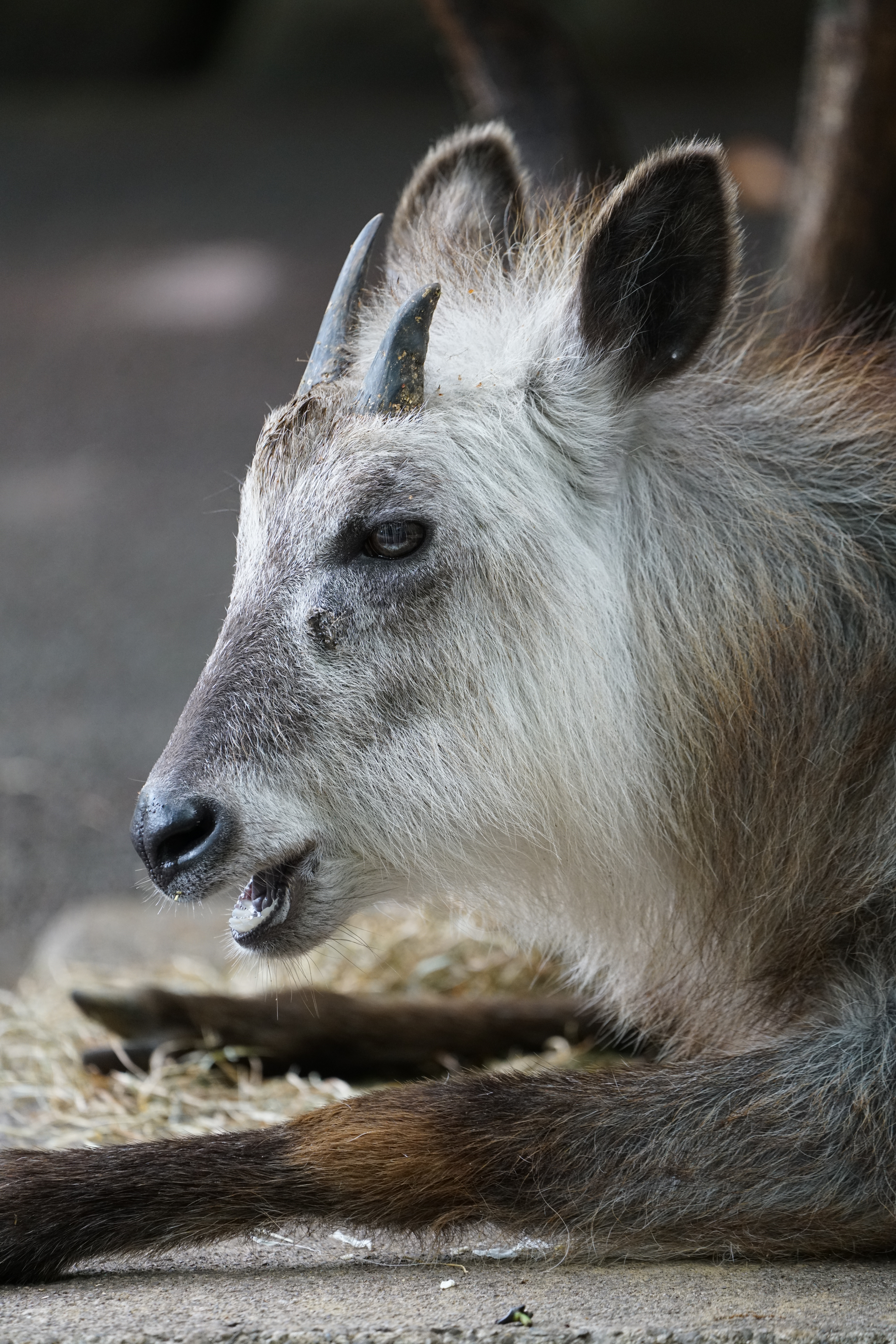 α7R II / 1/400秒 / F5.6 / +0.3EV / ISO2000 / 絞り優先AE / 400mm（多摩動物公園で撮影）