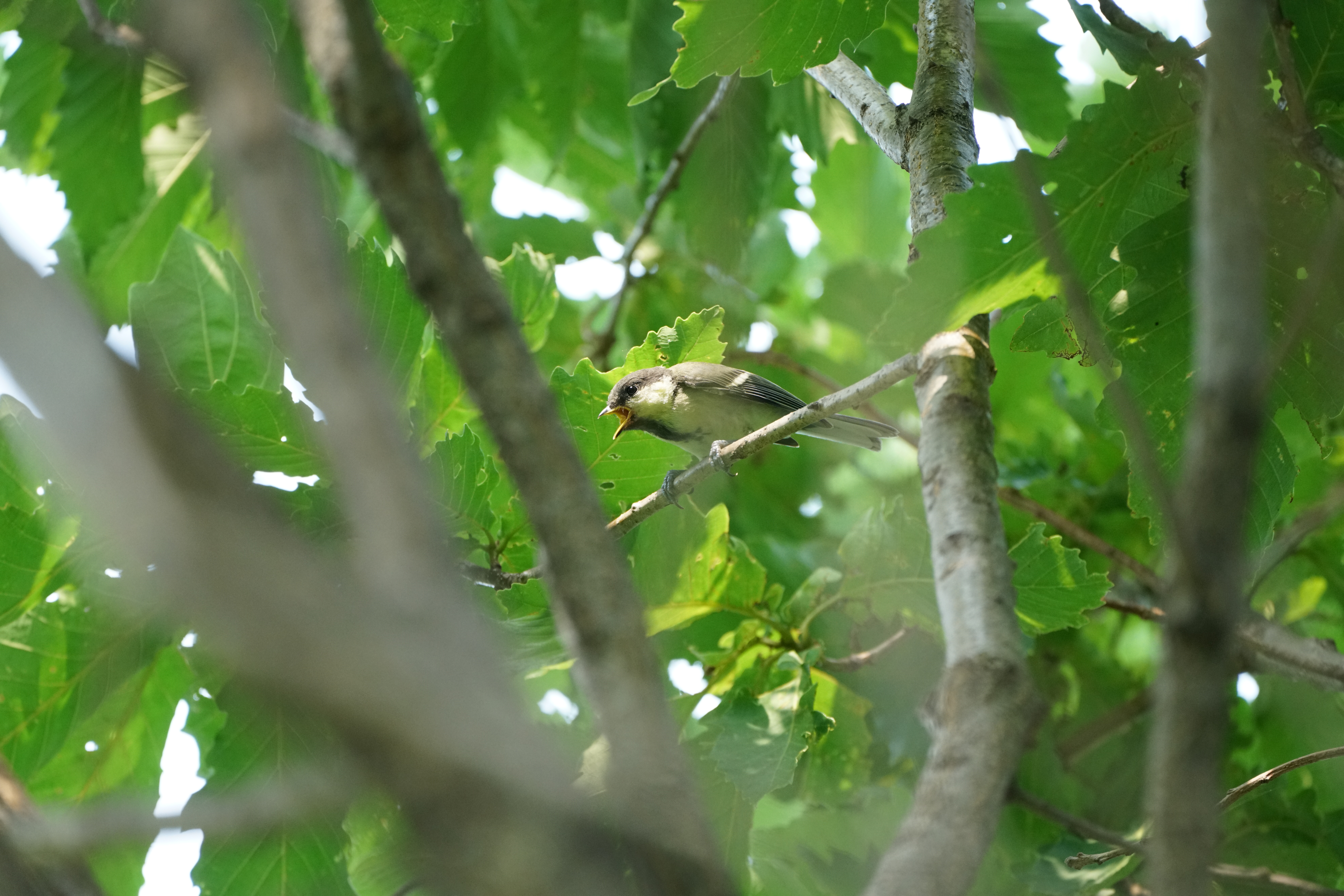 α7R II / 1/640秒 / F8 / 0EV / ISO3200 / シャッター優先AE / 560mm