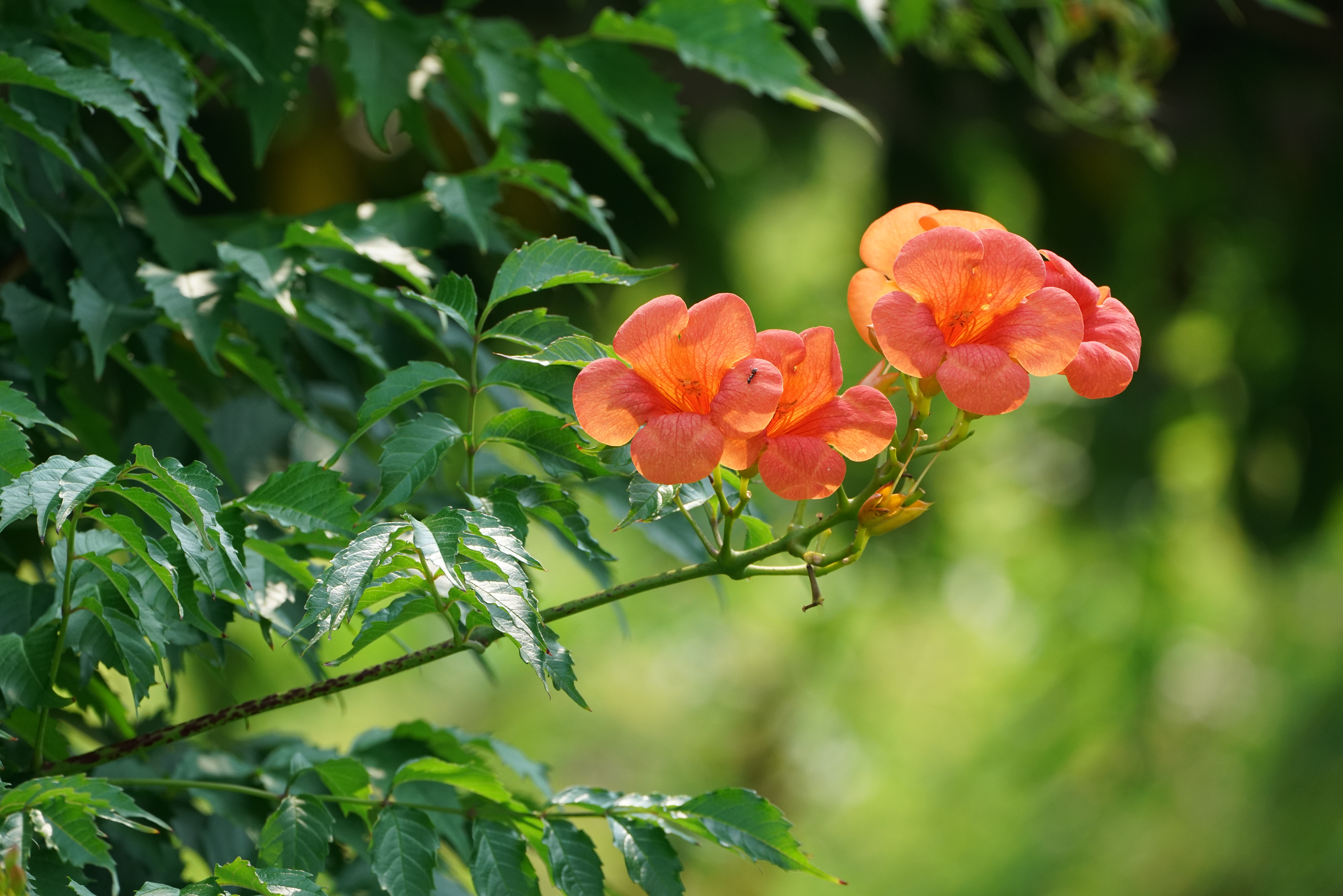 α7R II / 1/500秒 / F11 / 0EV / ISO1000 / 絞り優先AE / 560mm