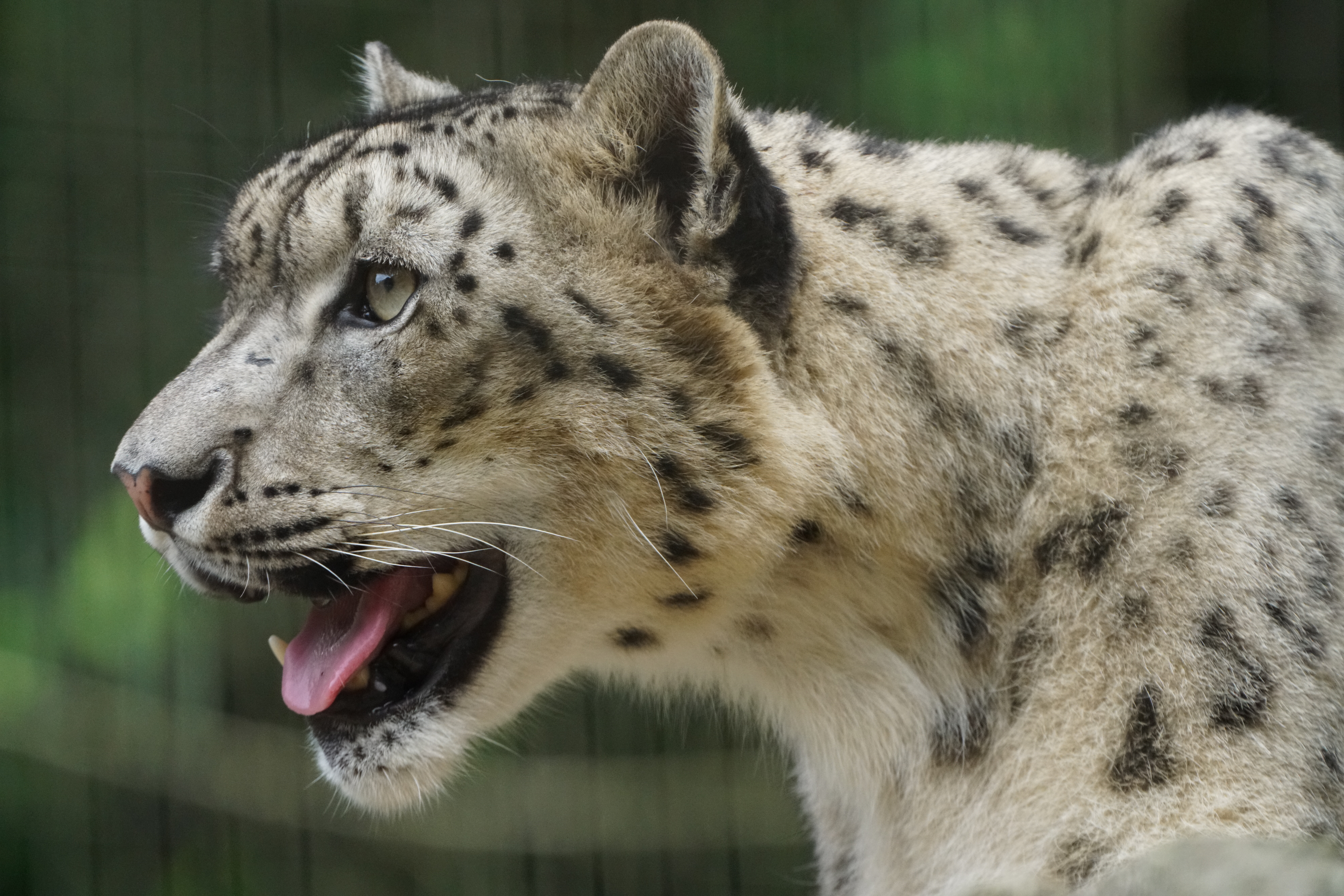 α7R II / 1/500秒 / F11 / 0EV / ISO5000 / シャッター優先AE / 690mm（多摩動物公園で撮影）