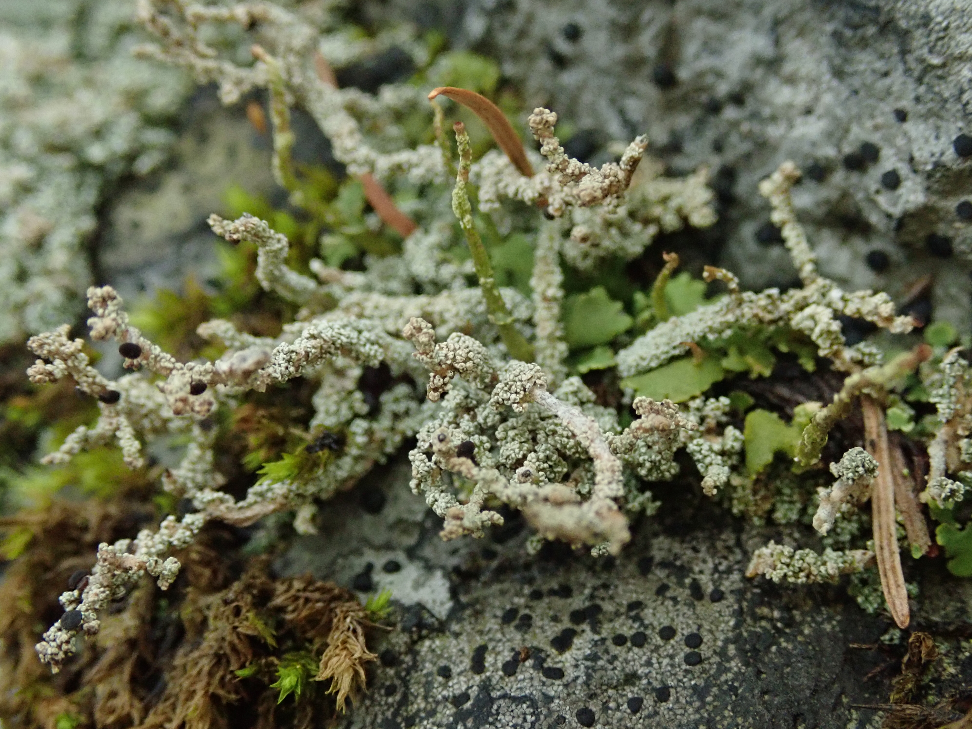 深度合成OFF。1/80秒 / F4.5 / -0.7EV / ISO800 / 8.4mm