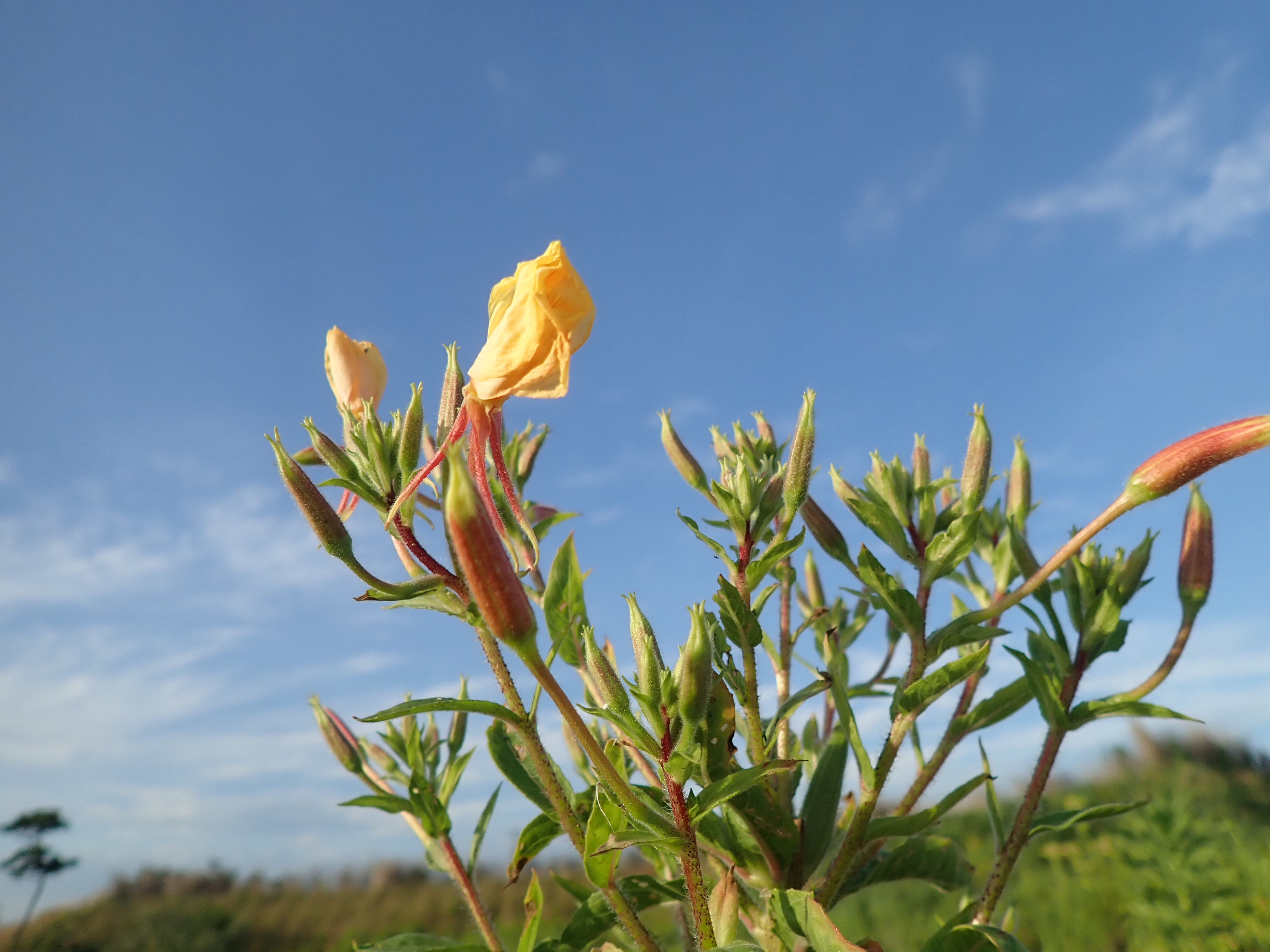 1/2,000秒 / F2 / -0.7EV / ISO100 / 4.5mm