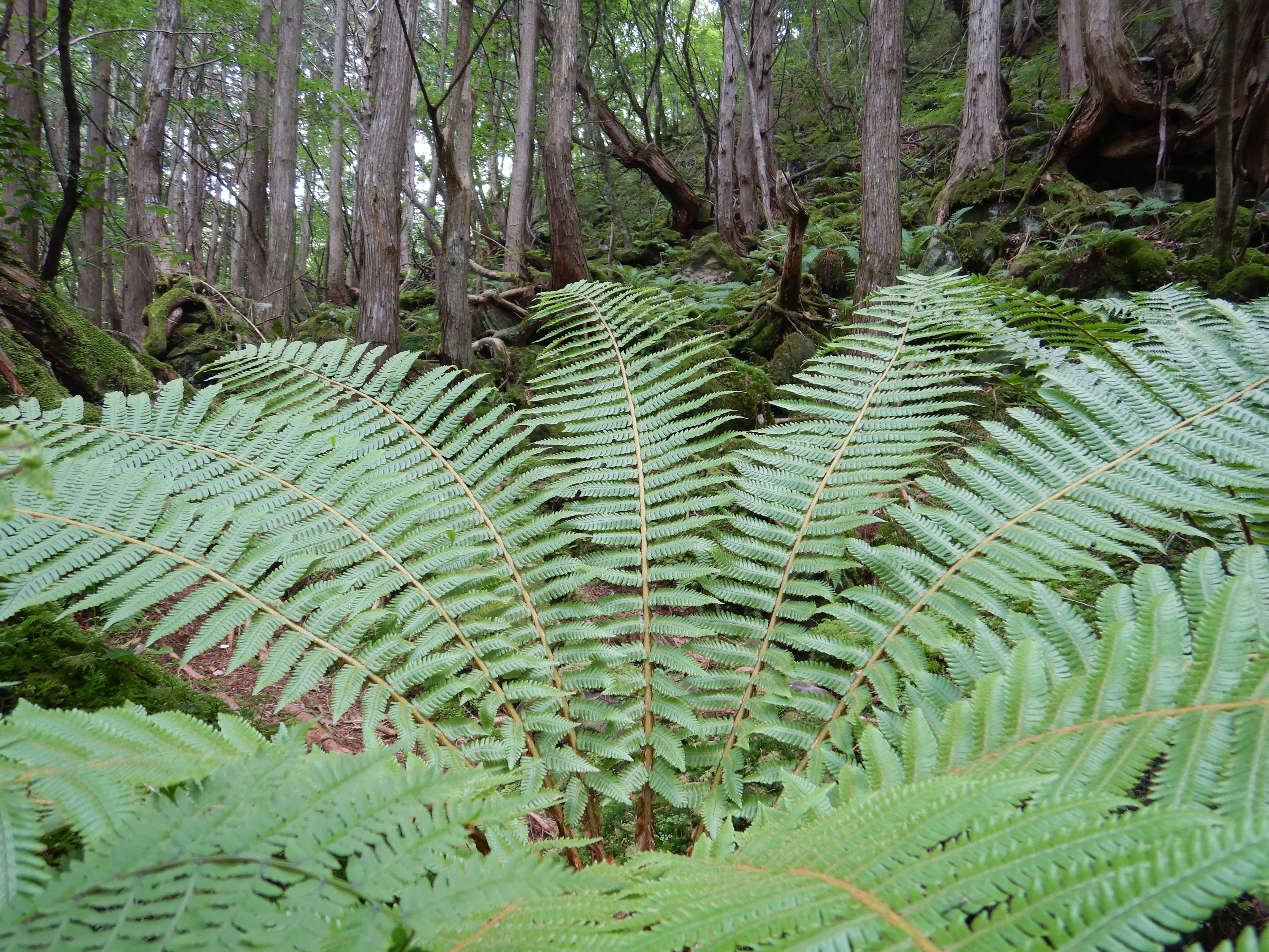 1/30秒 / F2.8 / 0EV / ISO125 / プログラムAE / 4.3mm