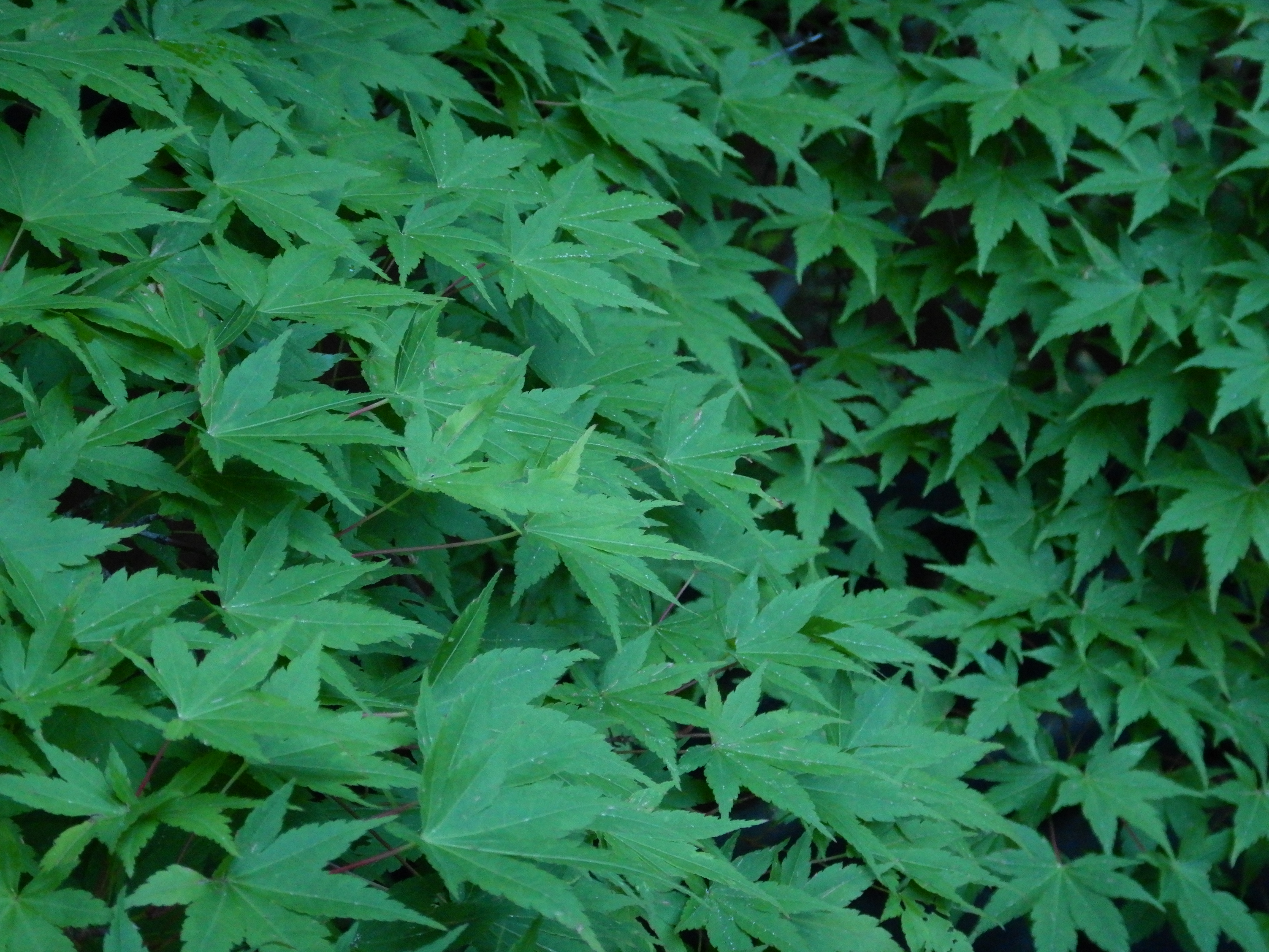 1/2.5秒 / F4.7 / -0.7EV / ISO800 / プログラムAE / 15.3mm