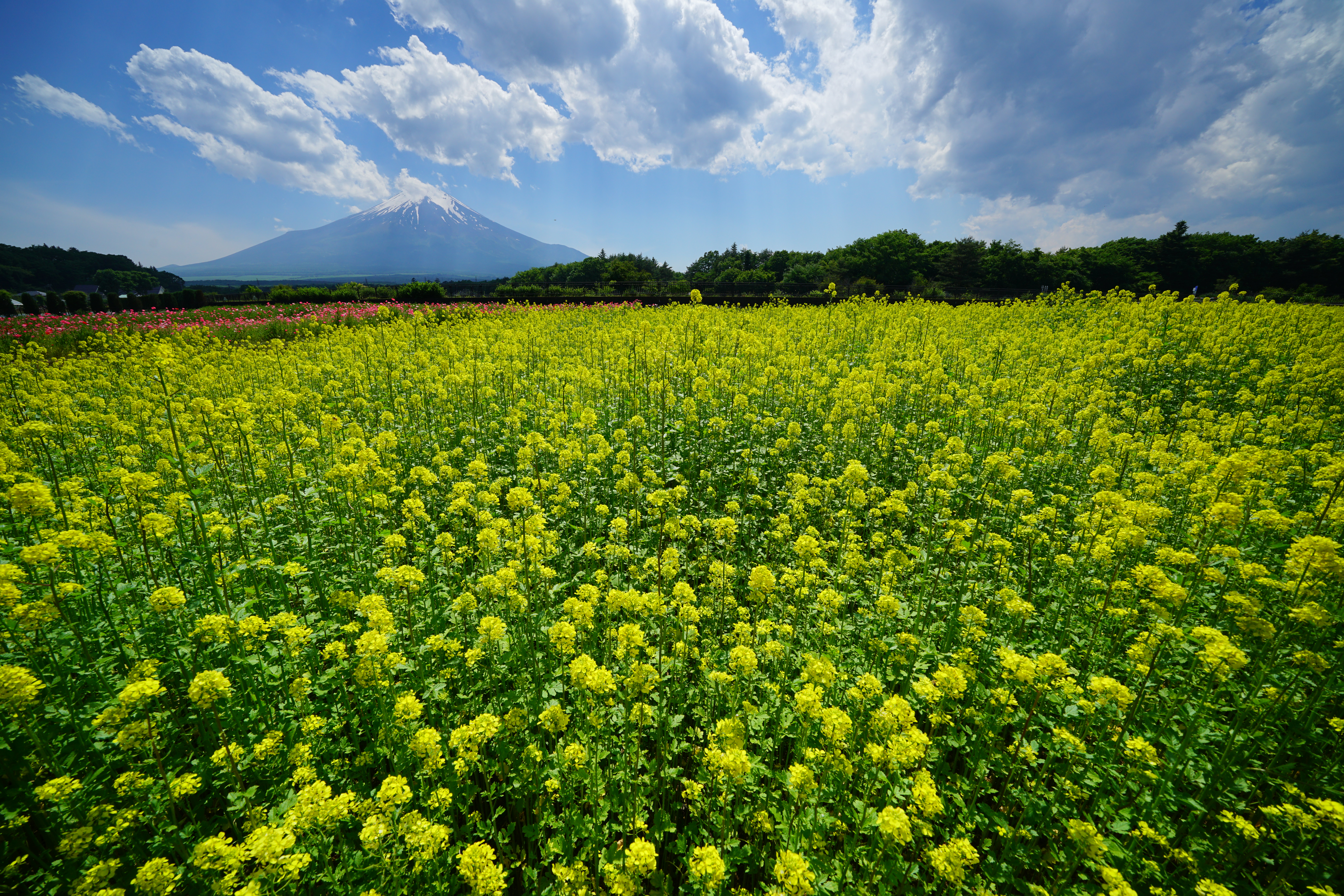 α7R II / FE 12-24mm F4 GFE 12-24mm F4 G1/500秒 / F10 / -0.7EV / ISO200 / 絞り優先AE / 12mm