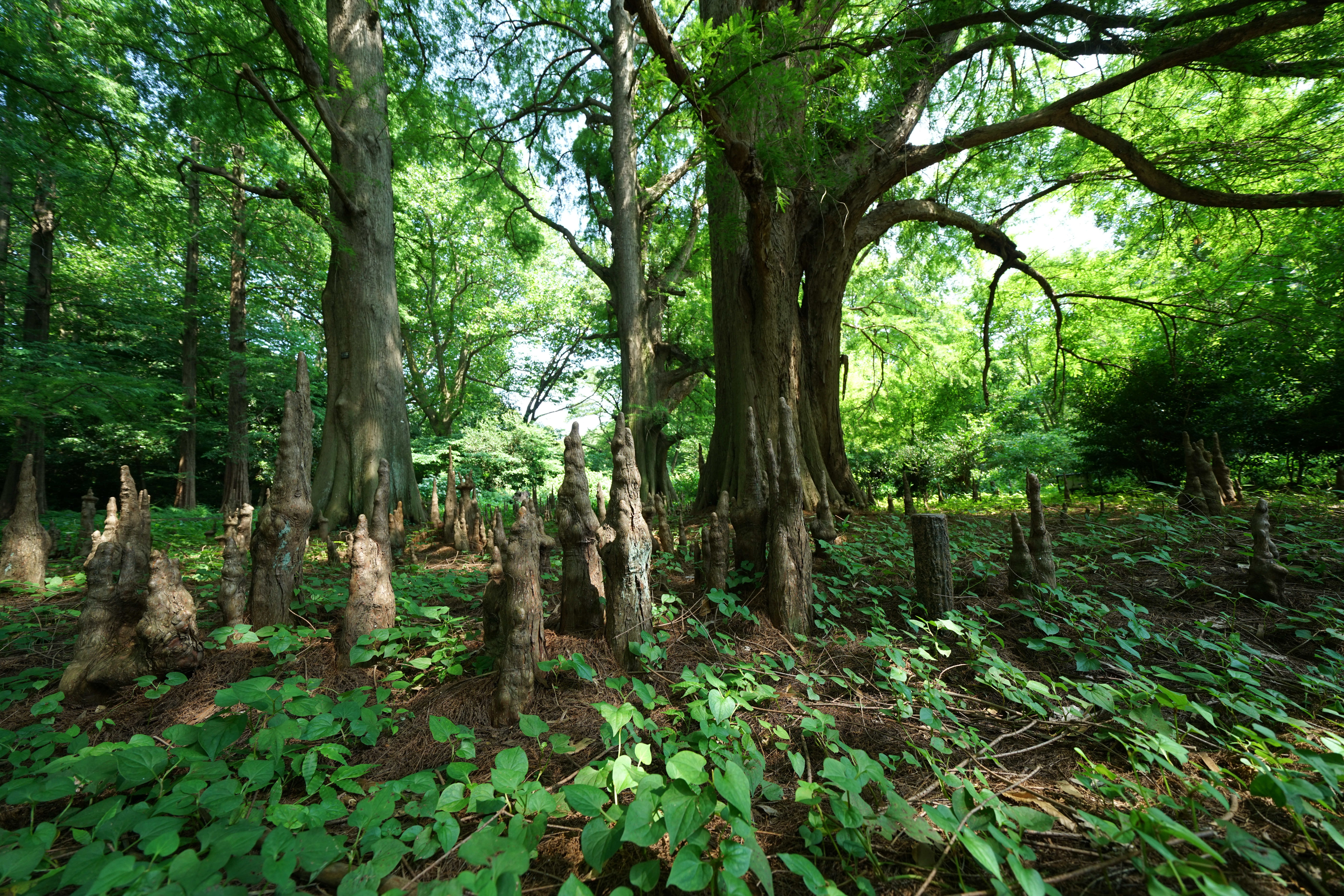 α7R II / FE 12-24mm F4 GFE 12-24mm F4 G1/60秒 / F5.6 / +0.3EV / ISO320 / 絞り優先AE / 12mm
