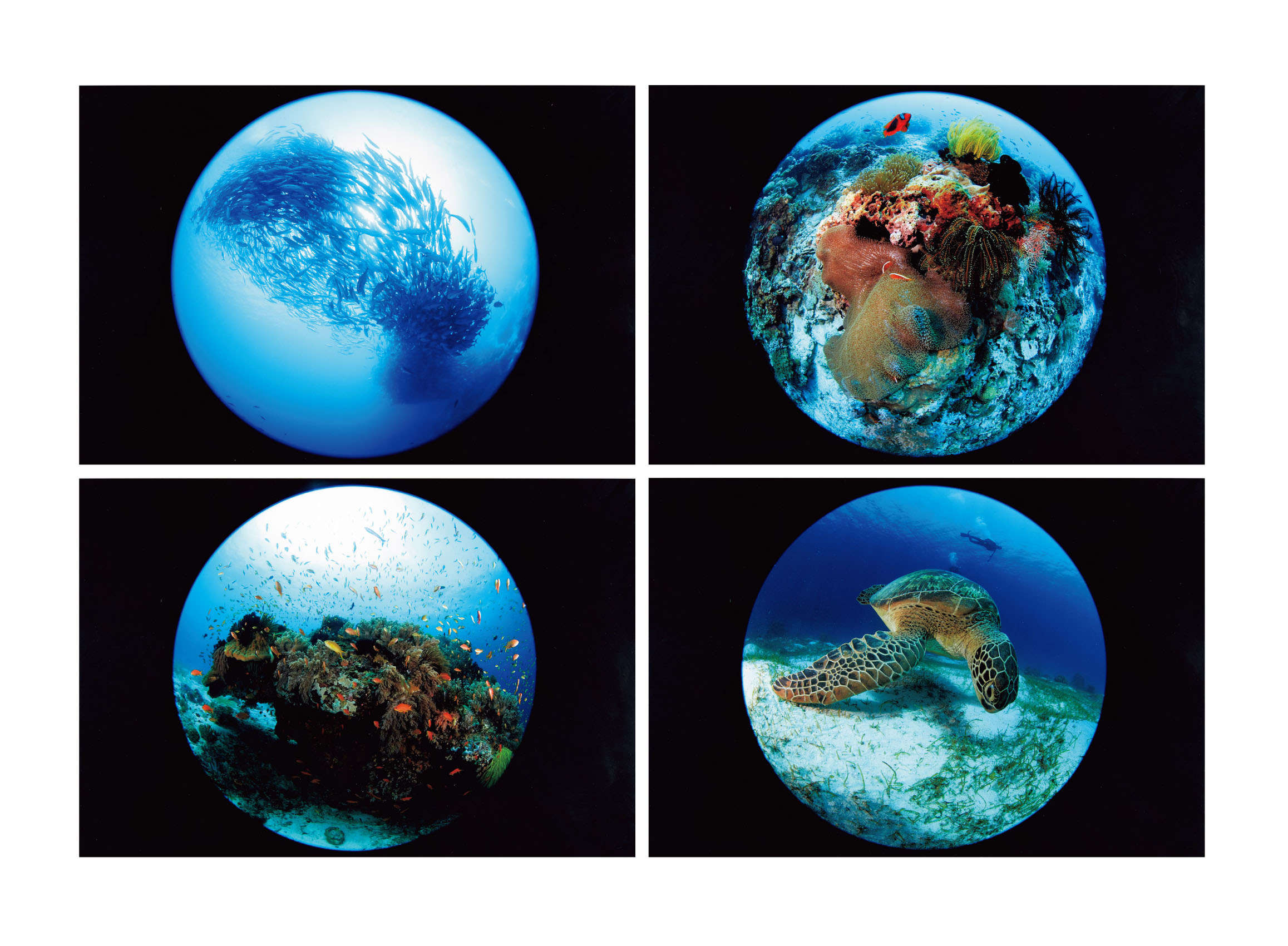 エプソンフォトグランプリ 2016 ネイチャー部門グランプリ作品［バリカサグ（フィリピン）の海］岡空圭輔