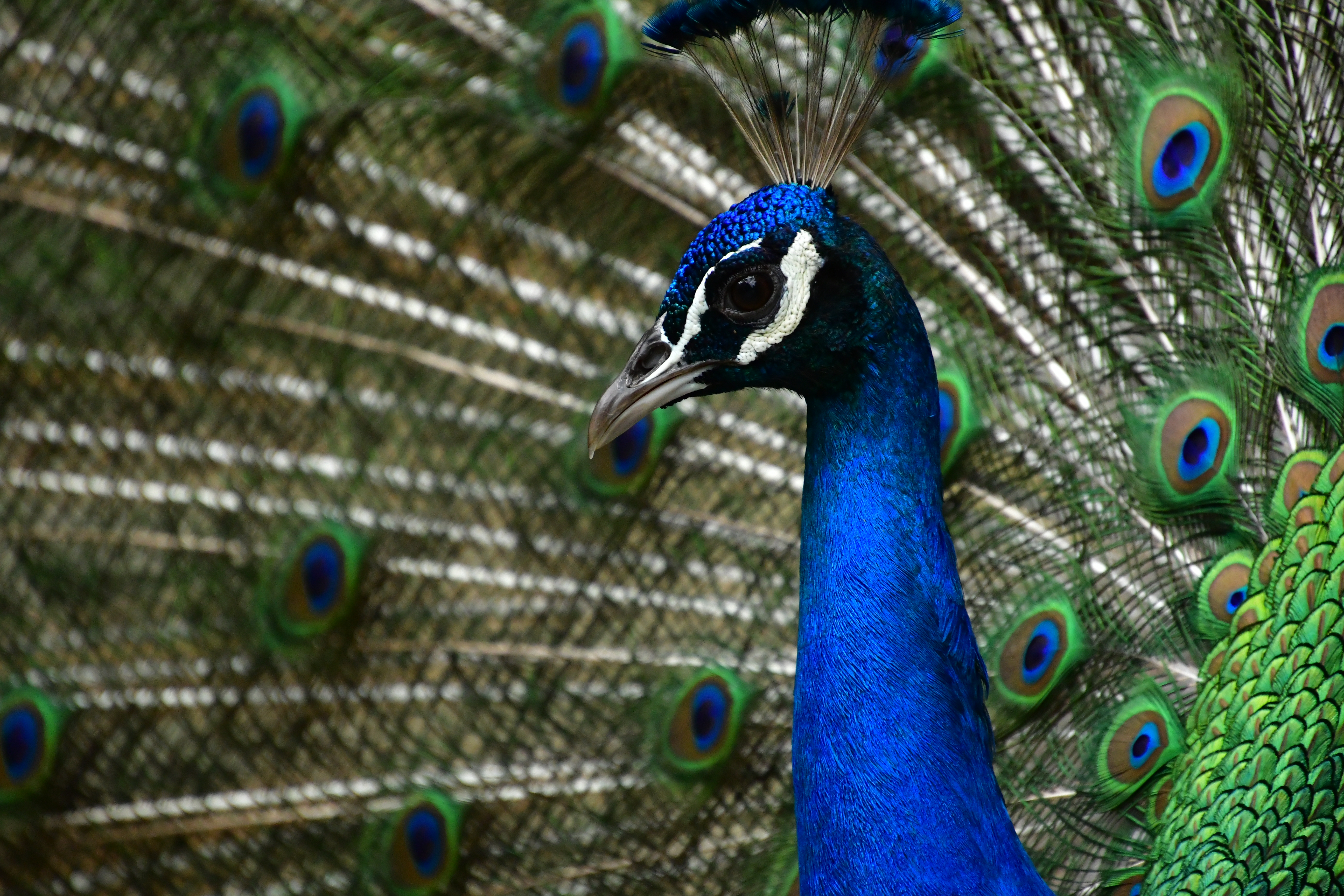 放し飼いにされていたクジャクを望遠端600mm相当で。珍しく羽を広げてくれた。毛の質感までしっかりと表現できている。<br><span class="fnt-85">D7500 / 18-400mm F/3.5-6.3 Di II VC HLD / 絞り優先AE（1/500秒・F6.3・±0EV） / ISO 3200 / 400mm（600mm相当）</span>
