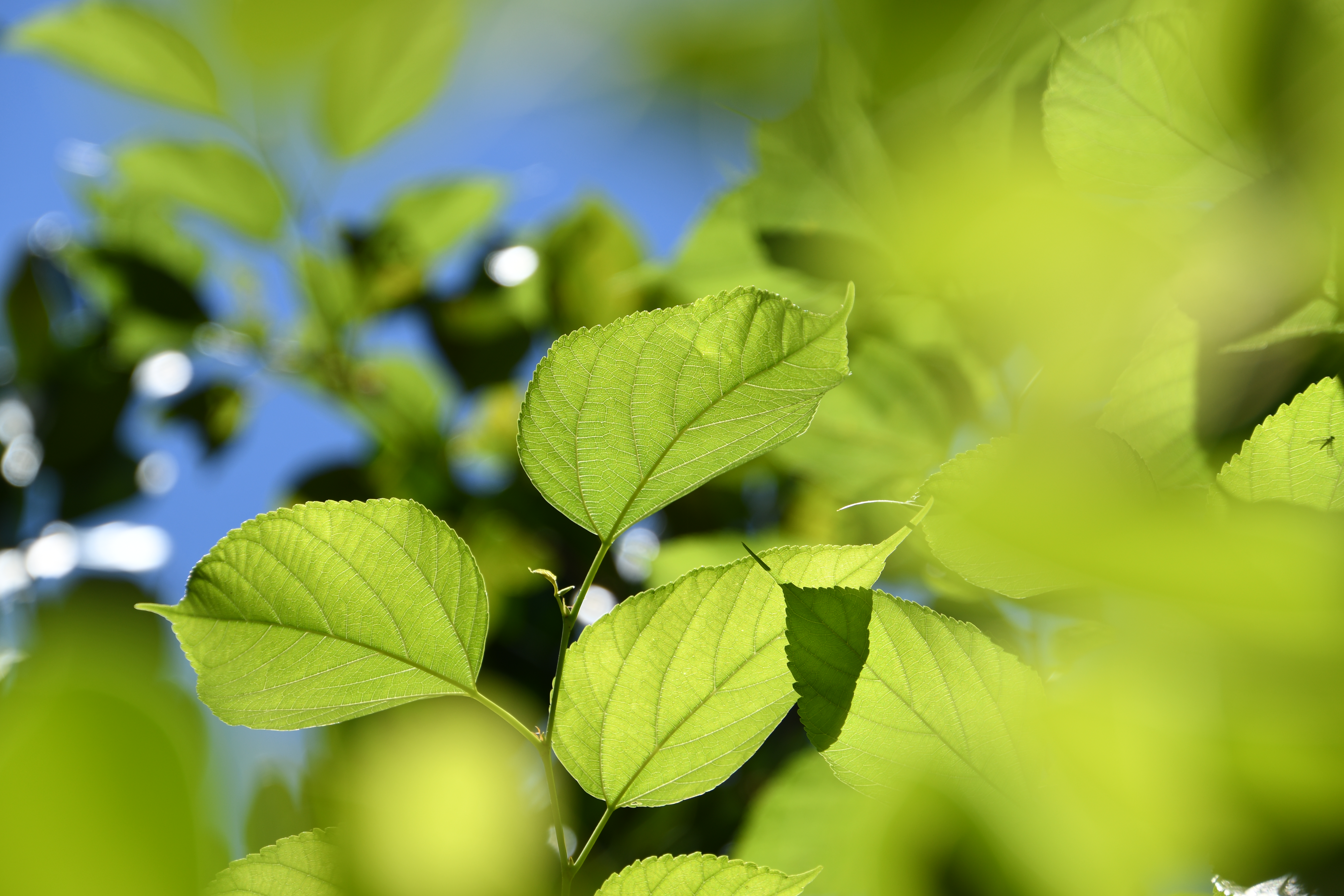 日の当たっていた葉が美しかったので撮影。202mm相当の画角で前ボケを活かして撮影している。前ボケも自然でとても美しい。ピント位置の葉は葉脈までしっかり描写している。<br><span class="fnt-85">D7500 / 18-400mm F/3.5-6.3 Di II VC HLD / 絞り優先AE（1/500秒・F5.6・+0.3EV） / ISO 100 / 135mm（202mm相当）</span>