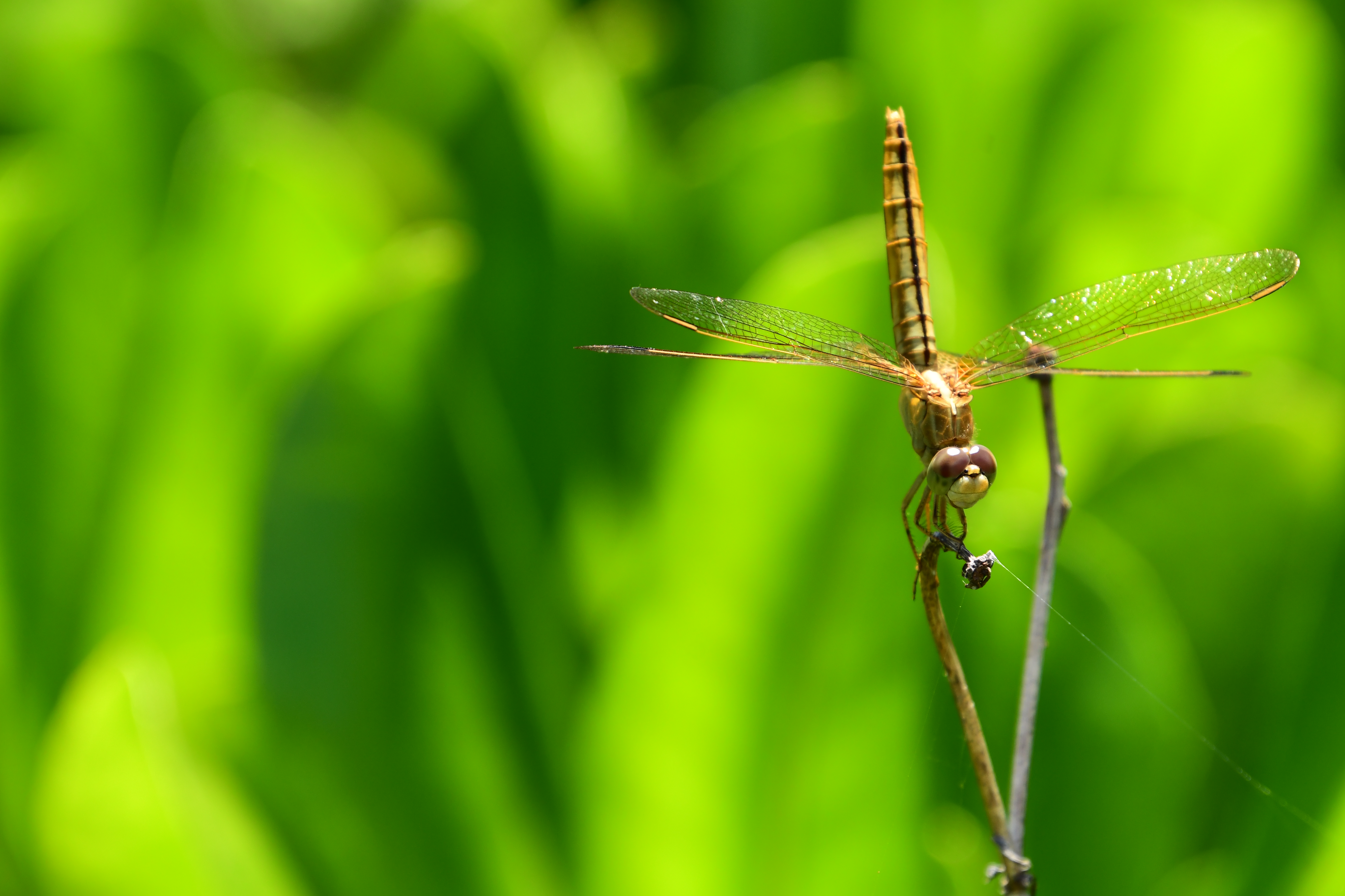 枝に止まっていたトンボを撮影。近接であればボケも大きくなり被写体を浮き立たせることができる。トンボの羽のディテールまでしっかり写っている。<br><span class="fnt-85">D7500 / 18-400mm F/3.5-6.3 Di II VC HLD / 絞り優先AE（1/640秒・F8・+0.7EV） / ISO 500 / 400mm（600mm相当）</span>