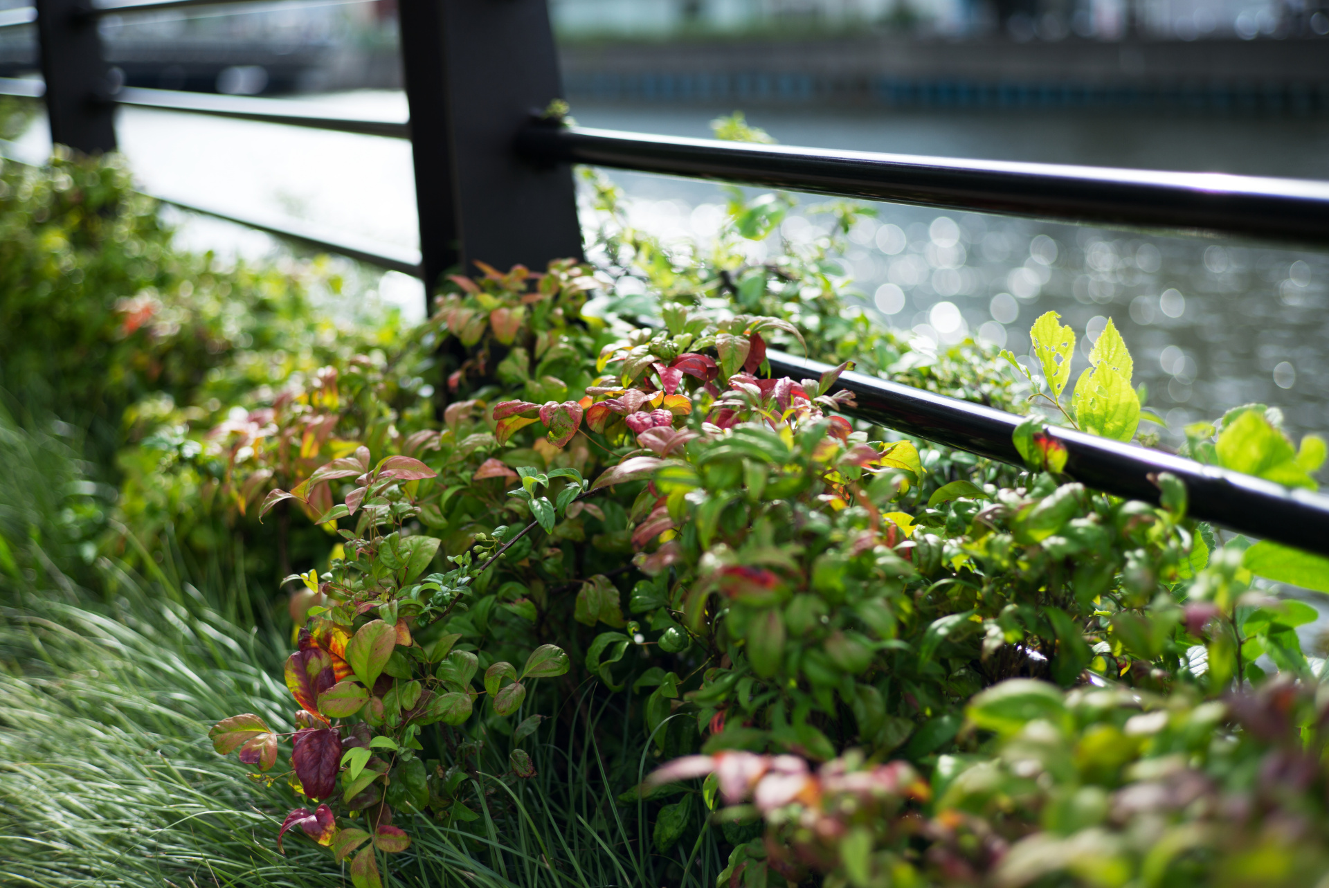 開放で撮影。ボケ味は必ずしも自然じゃないけど、そのせいか何とも言えない立体感の演出がすごい。LEICA M（Typ240）/ ISO200 / F2.4 / 1/1,000秒 / WB:オート