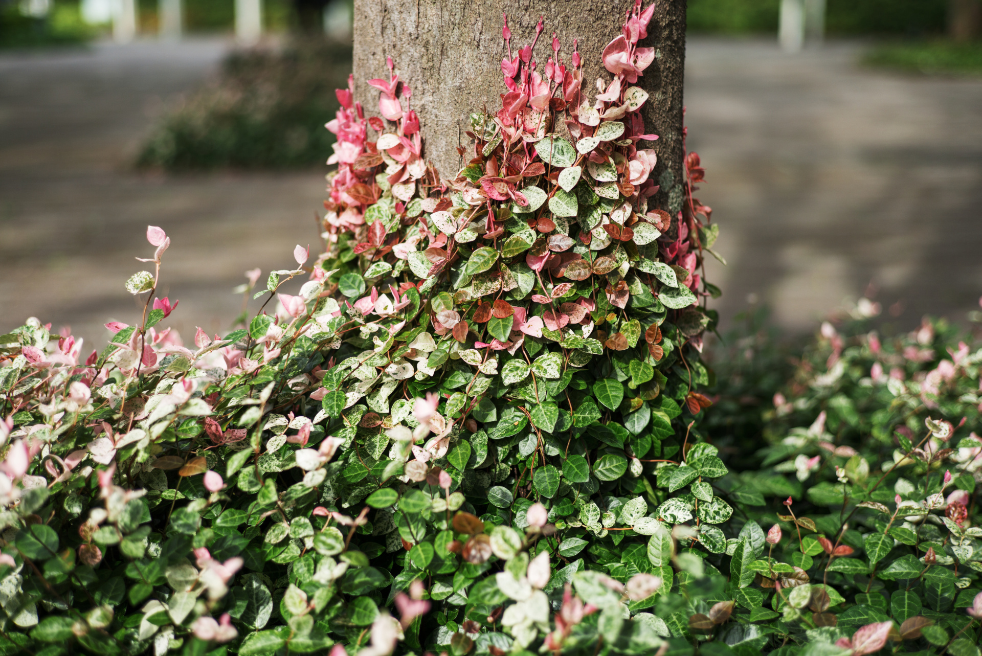 絞り開放で撮影。ボカす対象が少し遠方になると当然ながらボケ味の印象が変わる。近接時に比べるとクセが少なく自然な印象だ。LEICA M（Typ240）/ ISO200 / F2.4 / 1/1,000秒 / WB:オート
