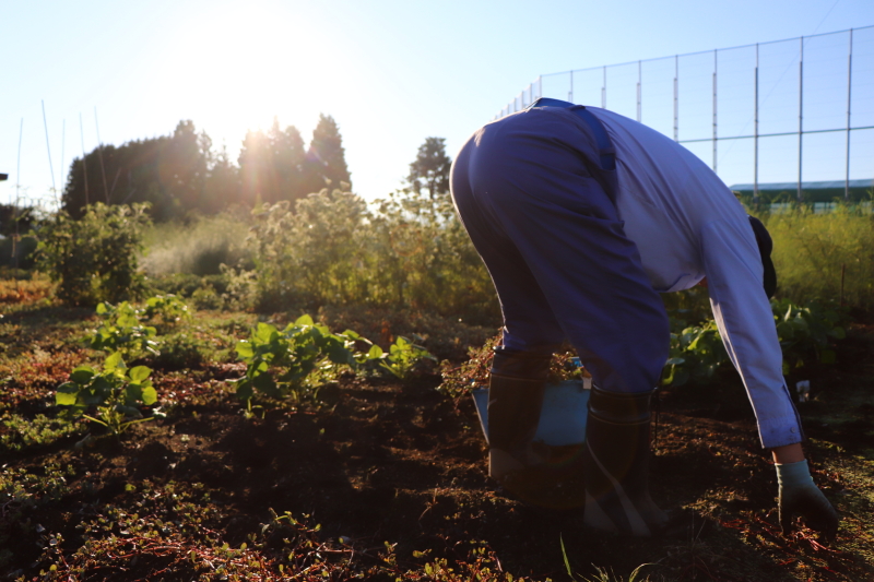 EOS 9000D / EF-S18-135mm F3.5-5.6 IS USM / 1/2,000秒 / F4 / -1EV / ISO200 / 絞り優先AE / 18mm