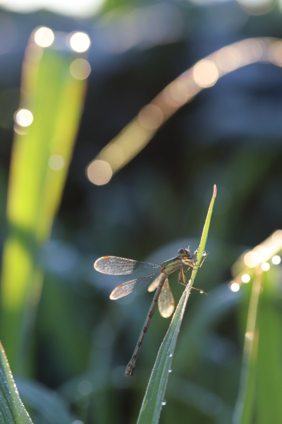 EOS 9000D / EF-S60mm F2.8 Macro USM / 1/160秒 / F4.5 / 0EV / ISO200 / 絞り優先AE / 60mm