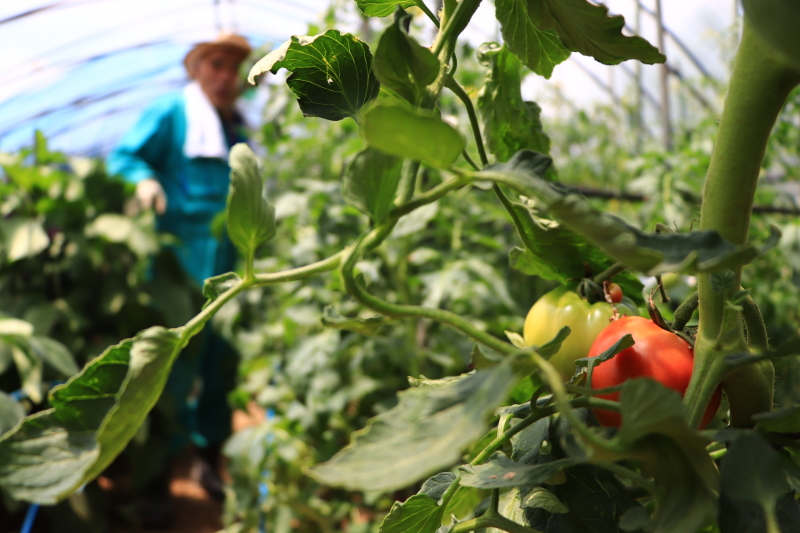 EOS 9000D / EF-S18-135mm F3.5-5.6 IS USM / 1/1,250秒 / F3.5 / 0EV / ISO200 / 絞り優先AE / 19mm