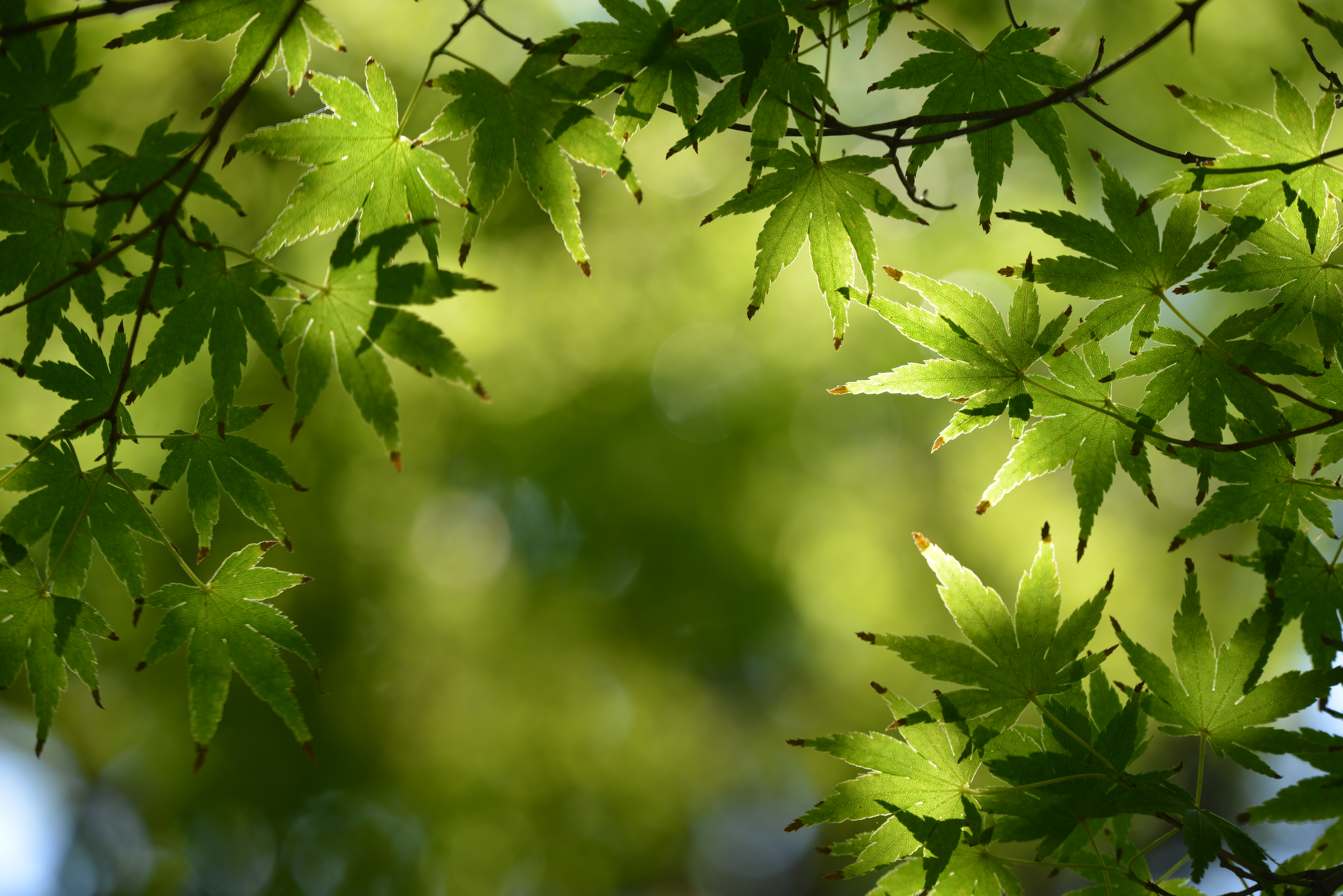 D800E / 1/50秒 / F8 / +1EV / ISO100 / 絞り優先AE / 230mm / ヴィネットコントロール：しない