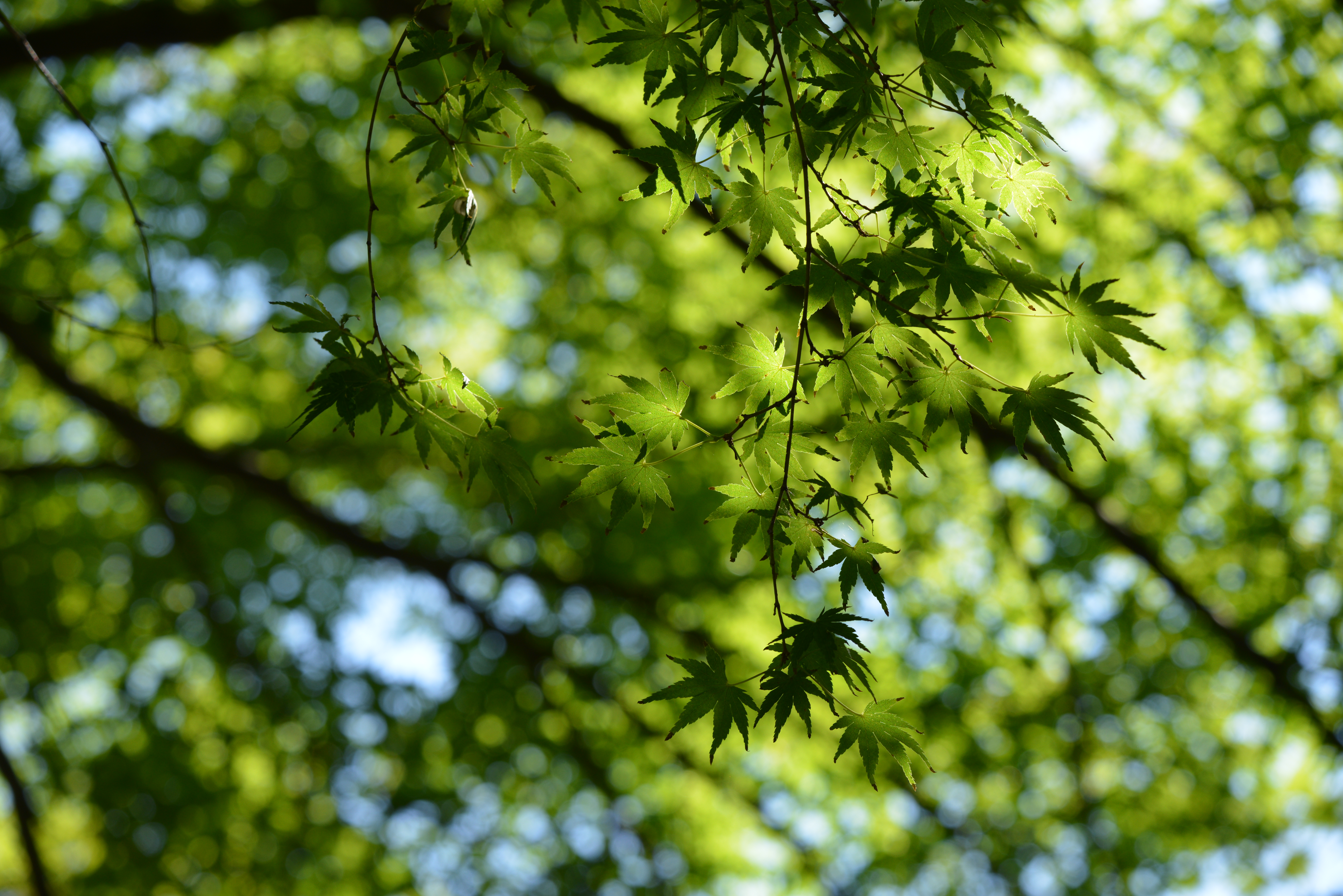 D800E / 1/250秒 / F8 / +0.3EV / ISO400 / 絞り優先AE / 160mm / ヴィネットコントロール：しない