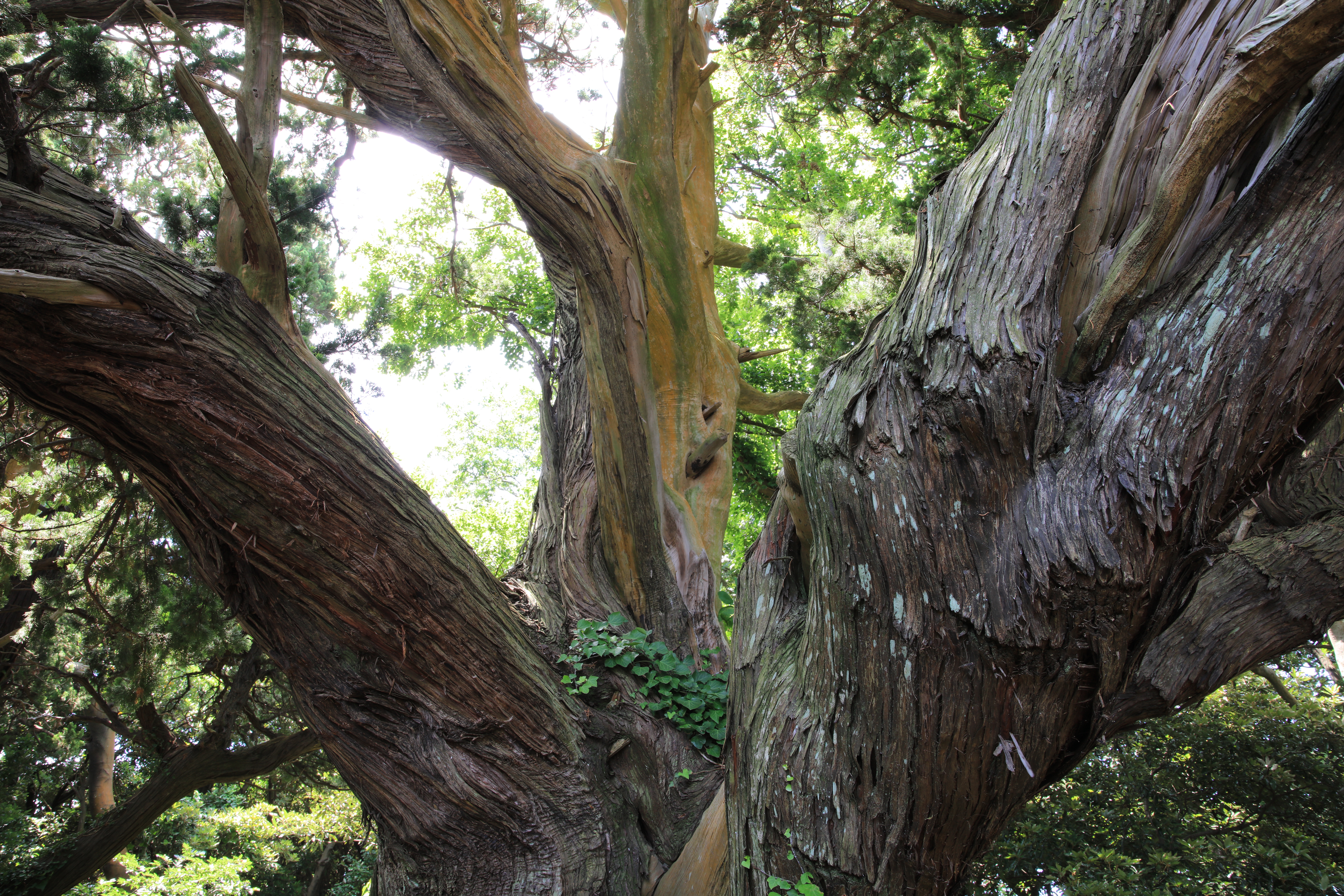 EOS 5Ds R / SIGMA 24-70mm F2.8 DG OS HSM / 1/5秒 / F11 / -0.3EV / ISO100 / 絞り優先AE / 24mm