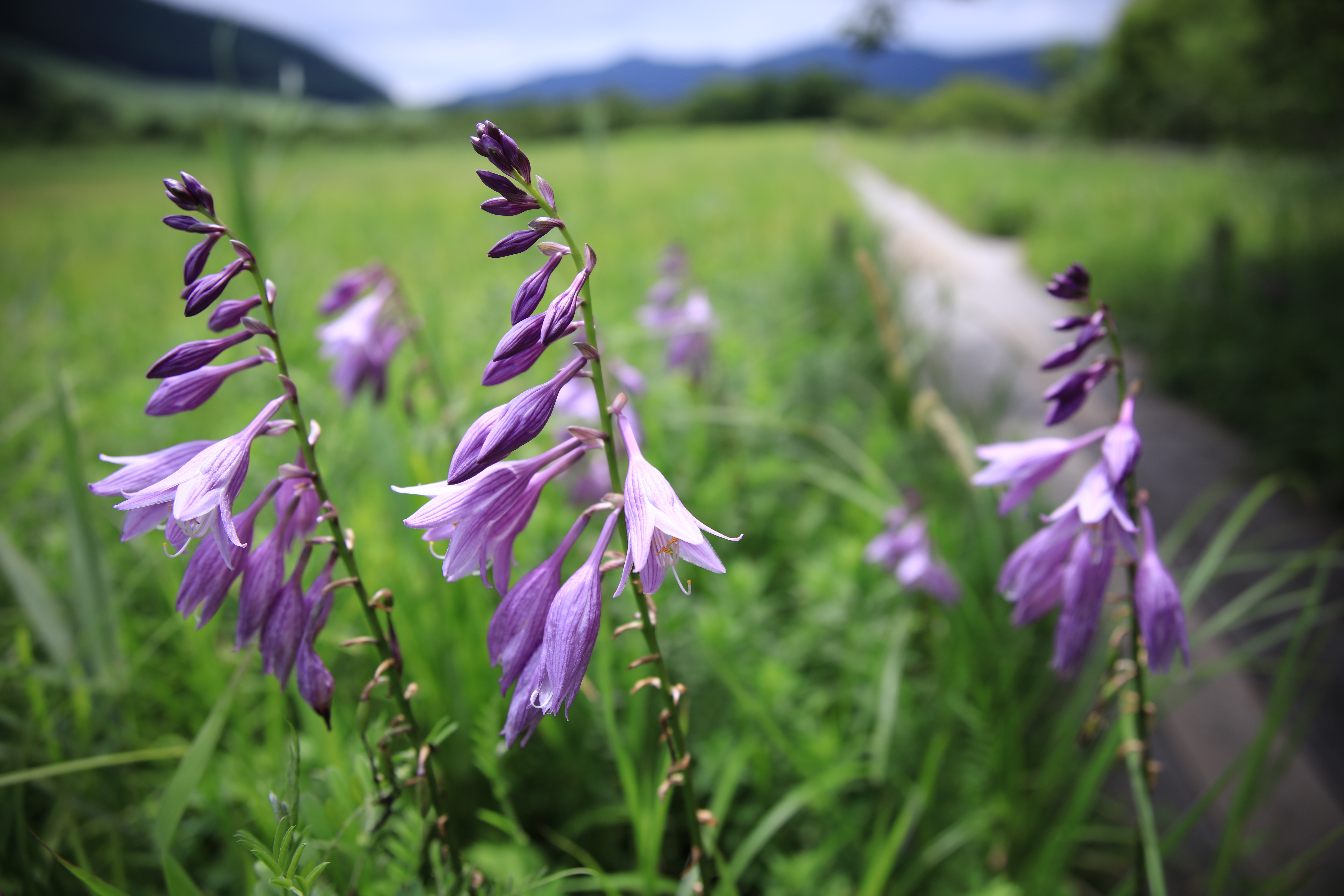 EOS 5Ds R / SIGMA 24-70mm F2.8 DG OS HSM / 1/1,000秒 / F2.8 / +0.7EV / ISO100 / 絞り優先AE / 24mm