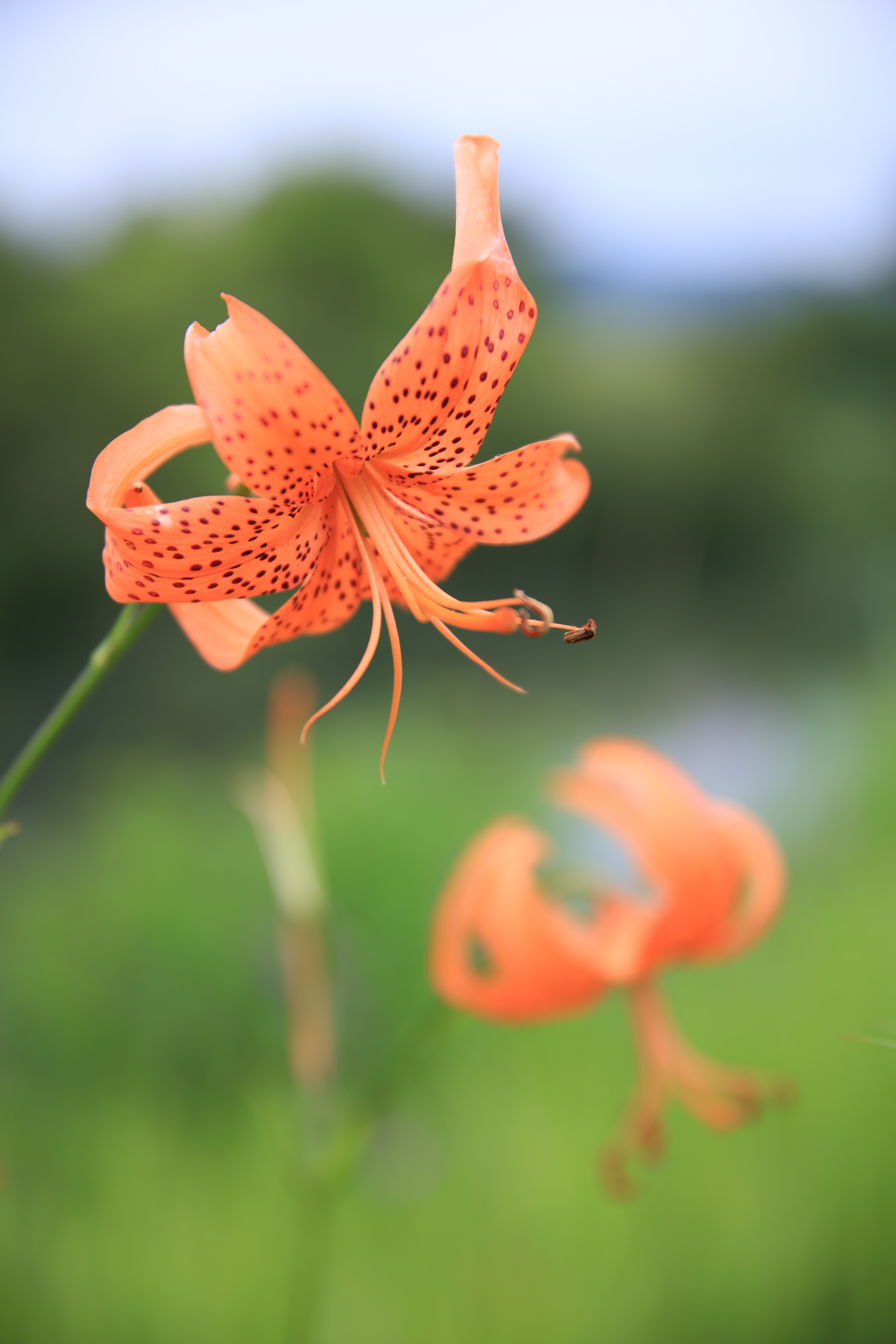 EOS 5Ds R / SIGMA 24-70mm F2.8 DG OS HSM / 1/250秒 / F2.8 / 0EV / ISO100 / マニュアル露出 / 70mm