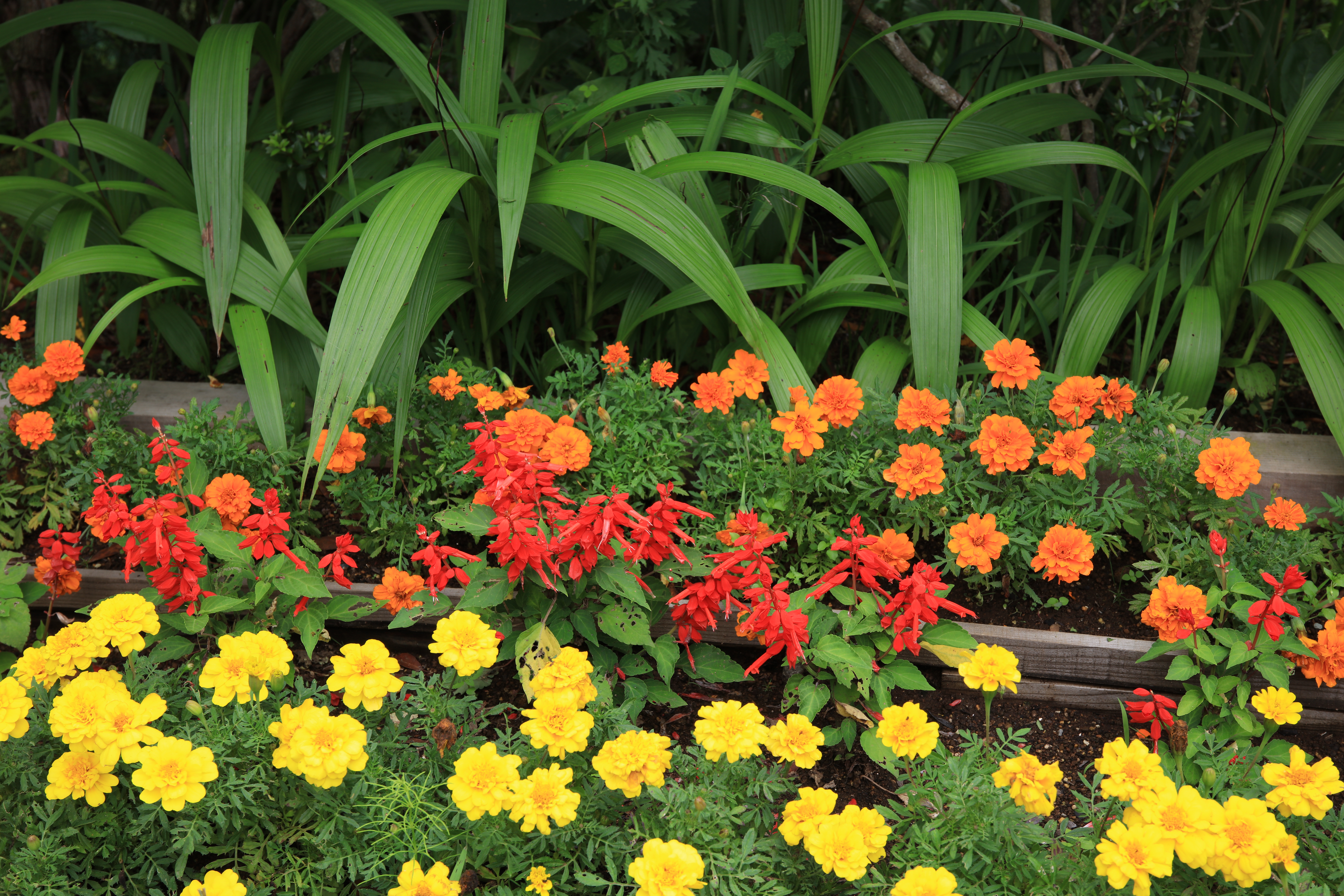 EOS 5Ds R / SIGMA 24-70mm F2.8 DG OS HSM / 1/25秒 / F8 / 0EV / ISO100 / マニュアル露出 / 54mm