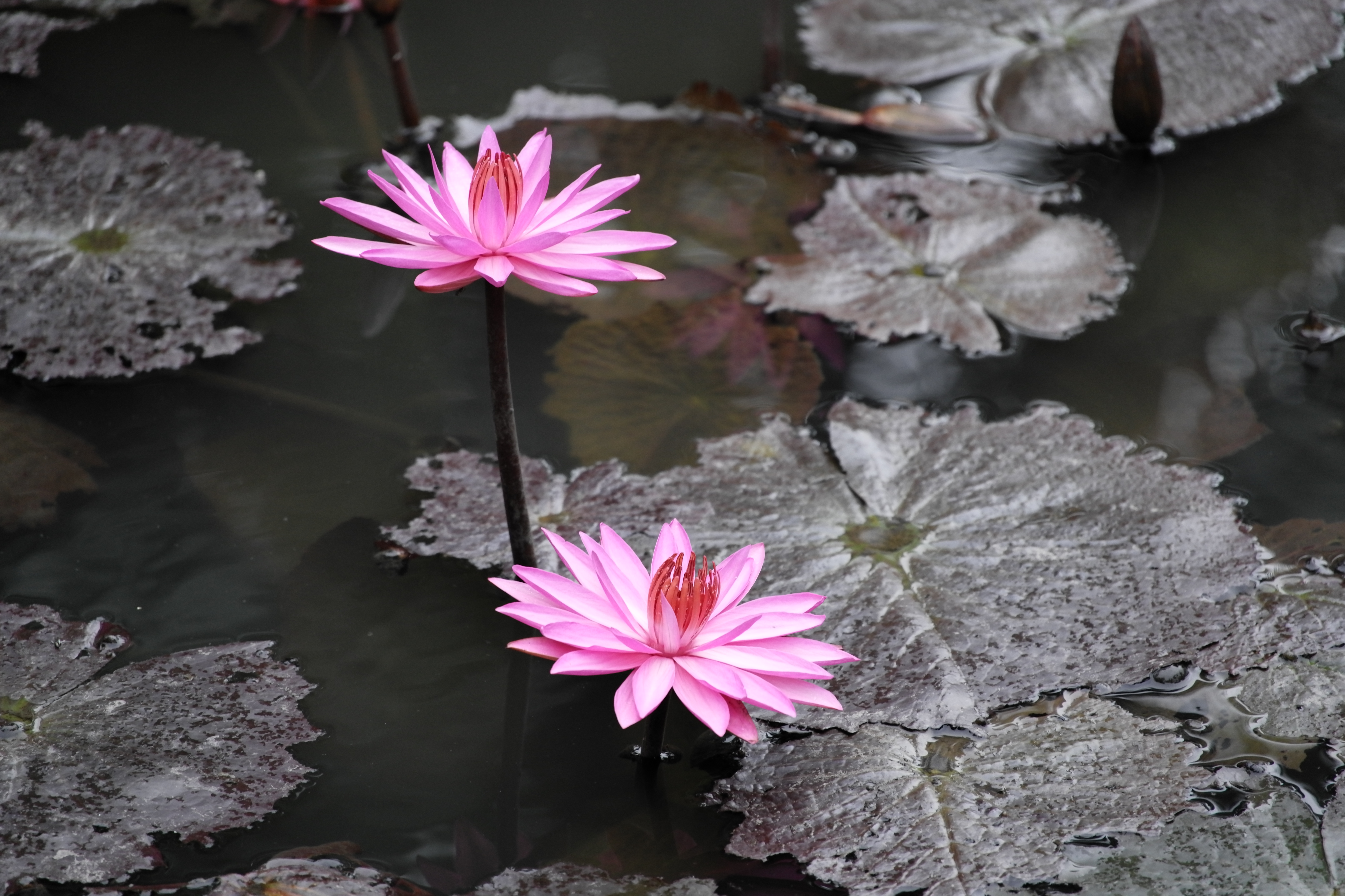 LEICA TL2 / APO-VARIO-ELMAR-TL 55-135mm F3.5-4.5 ASPH. / 202mm相当 / F4.5 / 1/125秒 / -1.0EV / ISO800