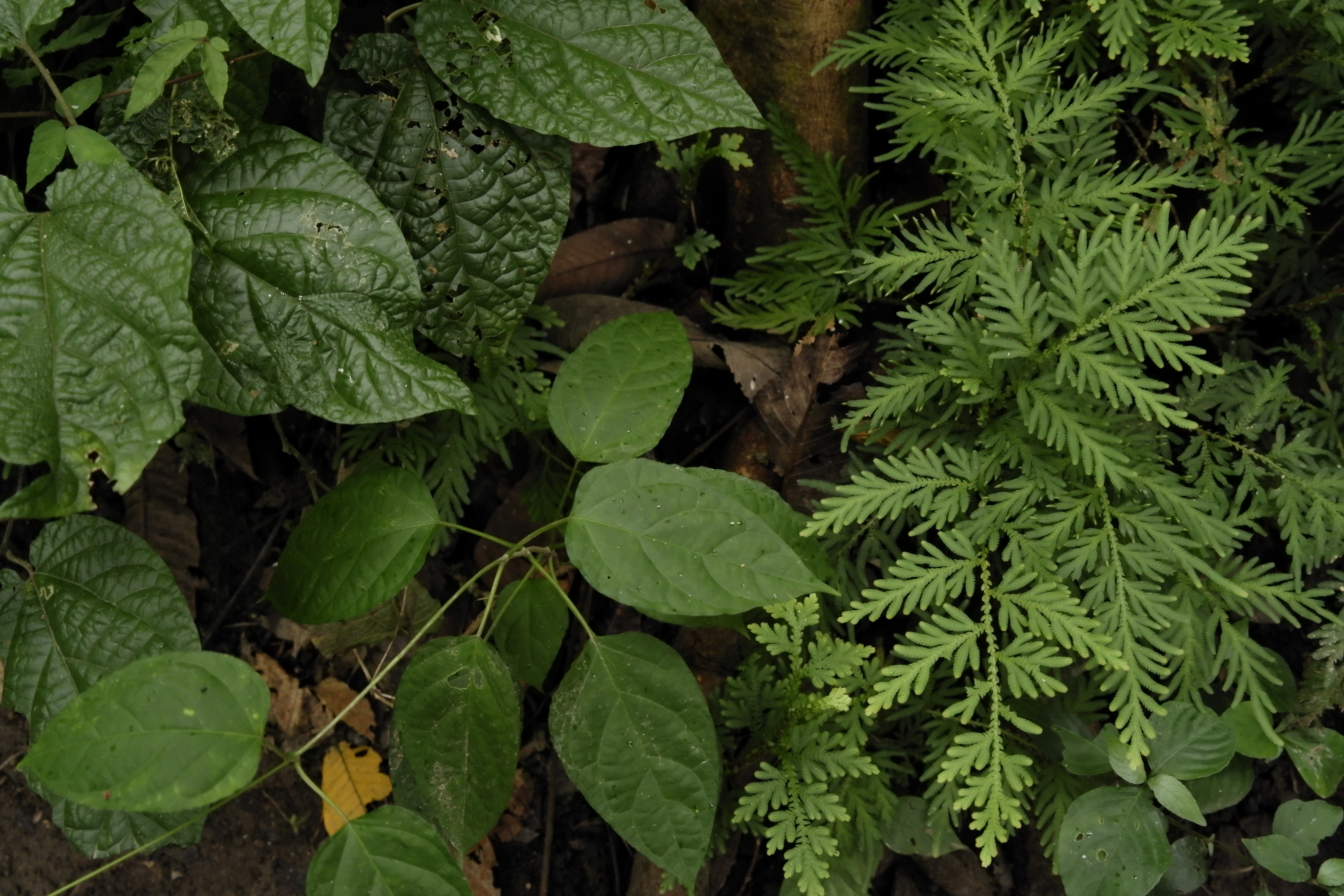 LEICA TL2 / VARIO-ELMAR-TL 18-56mm F3.5-5.6 ASPH. / 45mm相当 / F4.6 / 1/250秒 / -2.0EV / ISO1600