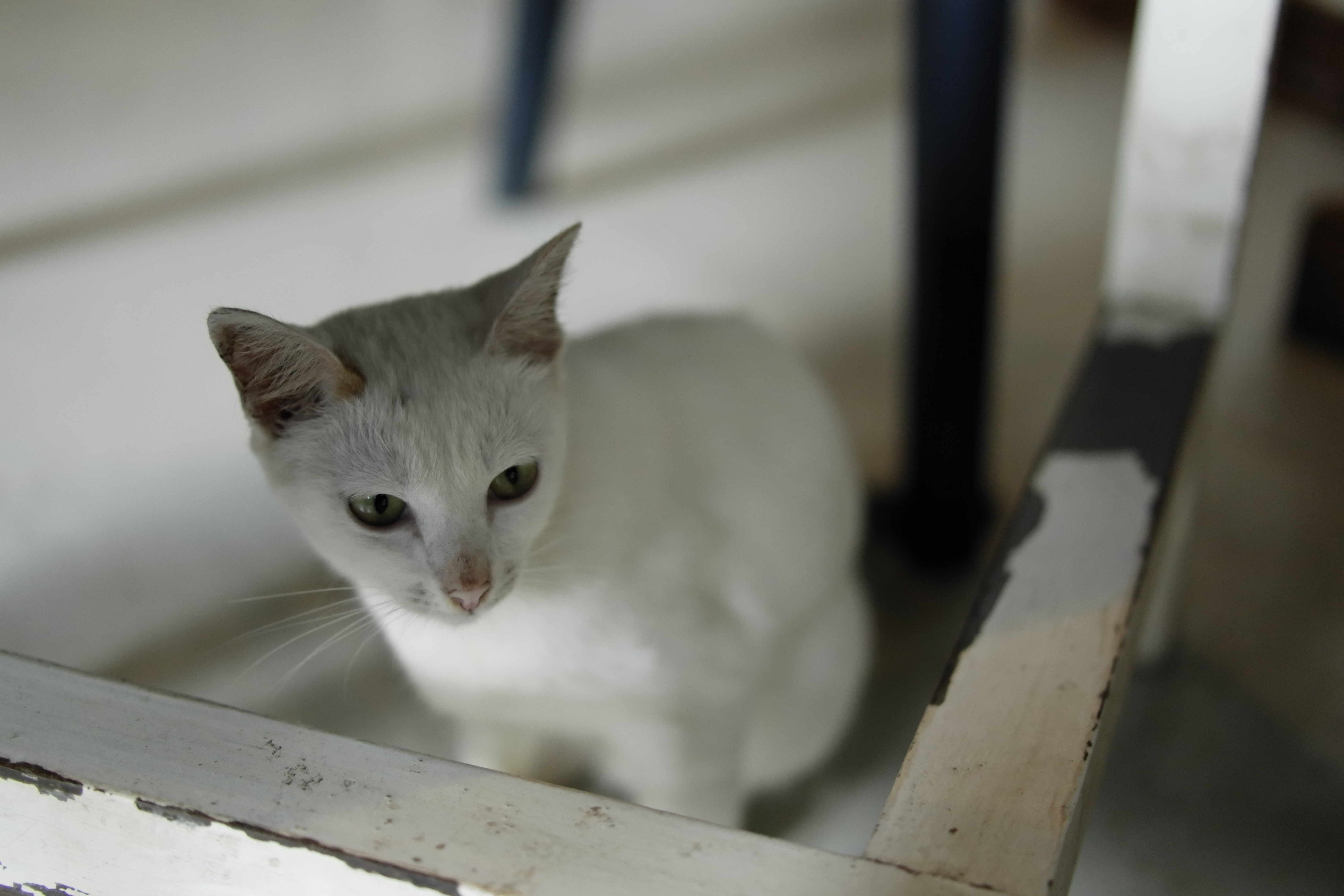 LEICA TL2 / SUMMILUX-TL 35mm F1.4 ASPH. / 52mm相当 / F1.4 / 1/160秒 / -0.3EV / ISO1600