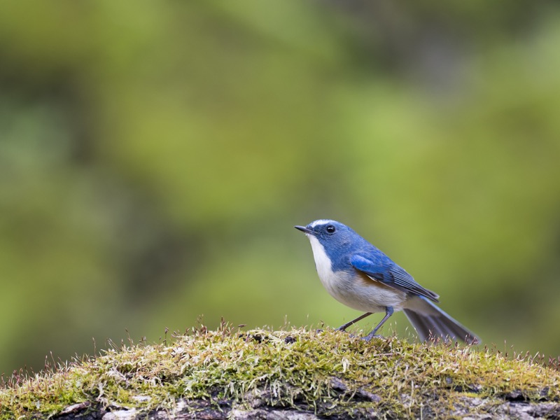 600mm相当による近接撮影だが、開放絞りでも目だけではなく顔全体がしっかりとシャープに写せているのは、被写界深度の深いマイクロフォーサーズ機ならではだ。<br><span class="fnt-85">OLYMPUS OM-D E-M1 Mark II / M.ZUIKO DIGITAL ED 300mm F4.0 IS PRO / 300mm（600mm相当） / 絞り優先AE（F4、1/160秒、+0.3EV） / ISO 400</span>
