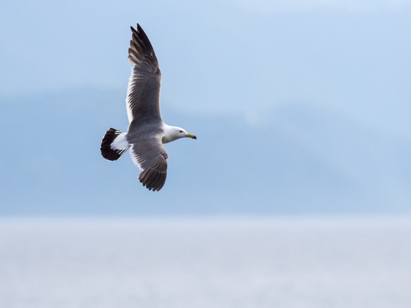 水平線上に山のシルエットを配することで、単調さを避けるとともに全体の安定感も狙った。小型・軽量ゆえ手持ちで何度も撮影して、最も飛型バランスが良い1枚を選んだ。<br><span class="fnt-85">OLYMPUS OM-D E-M1 Mark II / M.ZUIKO DIGITAL ED 300mm F4.0 IS PRO / 300mm（600mm相当） / 絞り優先AE（F4.5、1/2,500秒、-0.3EV） / ISO 200</span>