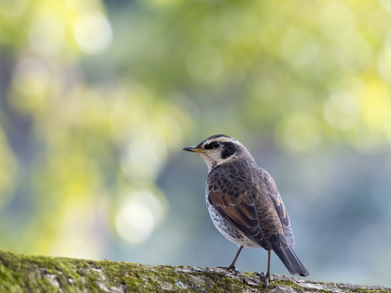 手持ちで左右にわずかに体をずらし、背景の玉ボケが主役を取り囲むようになるポジションを選んだ。三脚による制約がないからこそできる撮影だ。柔らかなボケ味がとても美しい。<br><span class="fnt-85">OLYMPUS OM-D E-M1 Mark II / M.ZUIKO DIGITAL ED 300mm F4.0 IS PRO / 300mm（600mm相当） / シャッター優先AE（F4.5、1/200秒、+0.3EV） / ISO 100</span>