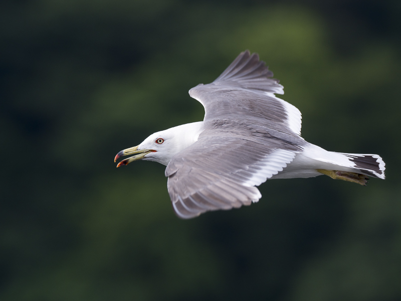 できるだけフレームいっぱいに飛翔姿を捉えたかったが、左右どちらから飛んでくるか予測がつかないので、AFフレームは中央1点に設定した。AFフレームで被写体の眼を捉えた瞬間、わずかにカメラの振りを遅らせ全身をフレームに収めるようにした。このような荒っぽい技にもこのAFは十分に対応してくれた。<br><span class="fnt-85">OLYMPUS OM-D E-M1 Mark II / M.ZUIKO DIGITAL ED 300mm F4.0 IS PRO / 300mm（600mm相当） / 絞り優先AE（F4.5、1/1,000秒） / ISO 200</span>