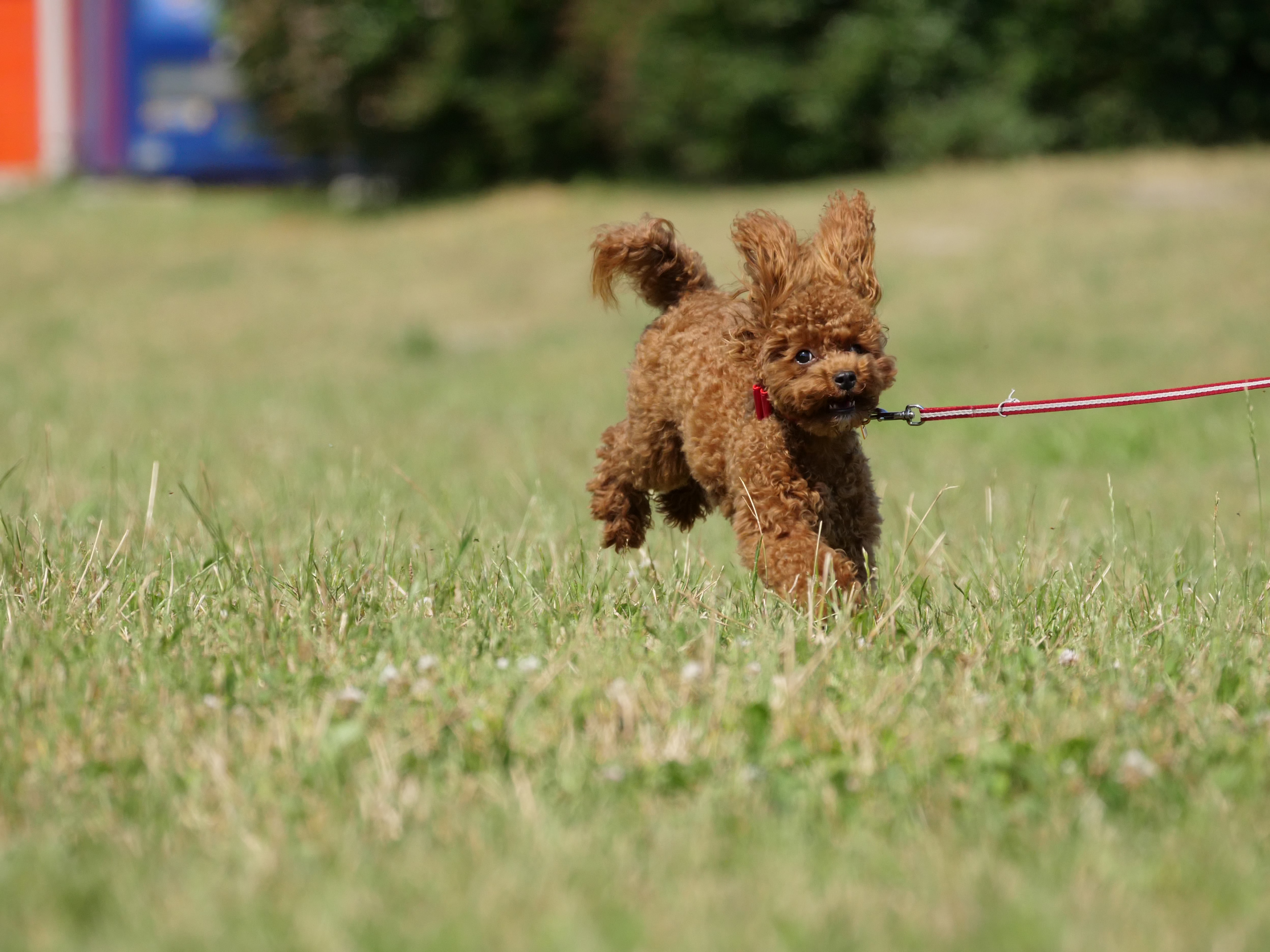 6Kフォトの作例。LUMIX GH5 / LEICA DG VARIO-ELMAR 100-400mm/F4-6.3 ASPH. / POWER O.I.S. / 1/1,600秒 / F8 / +0.3EV / ISO800 / 250mm