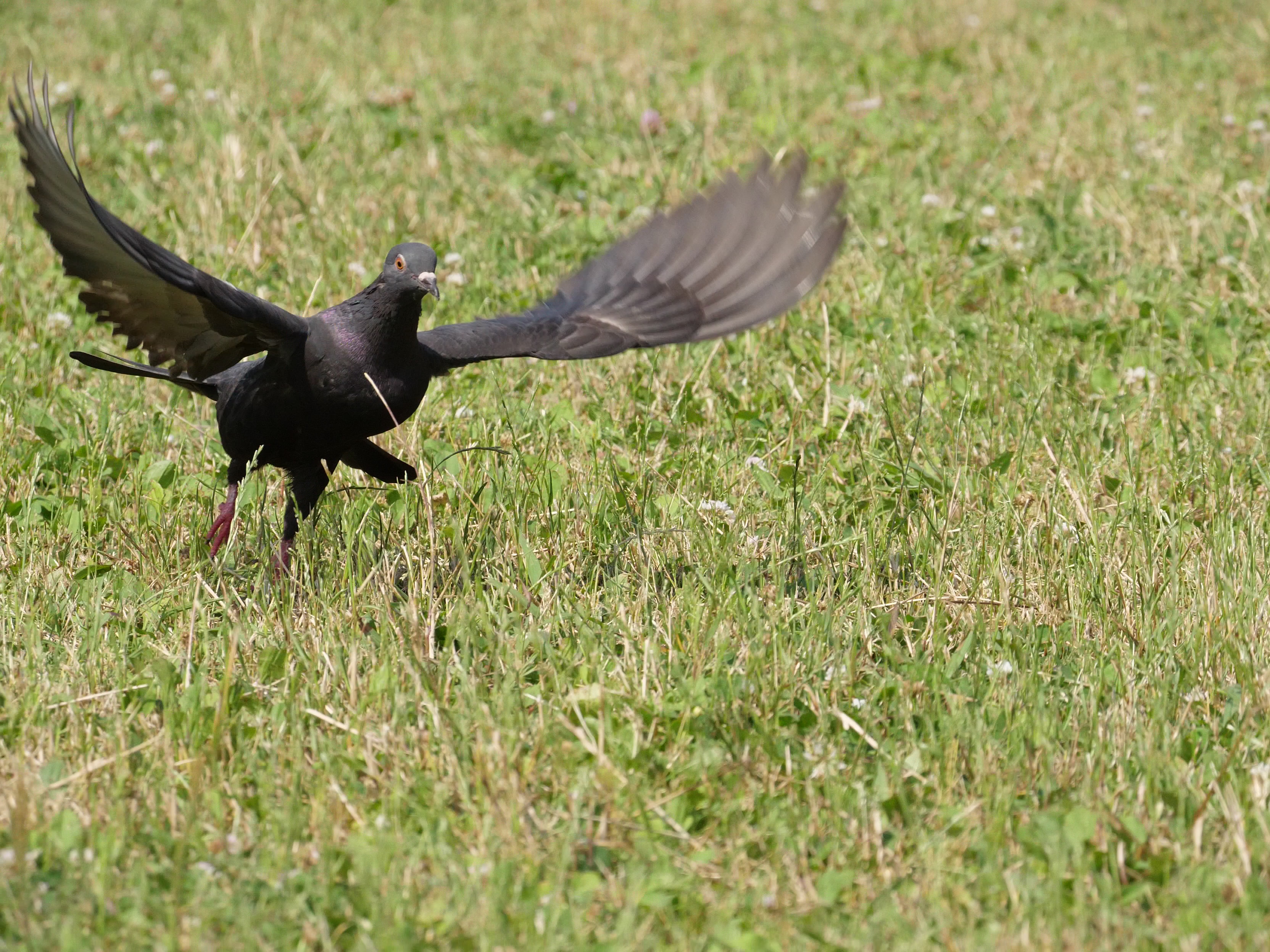 4Kフォトの作例。LUMIX GH5 / LEICA DG VARIO-ELMAR 100-400mm/F4-6.3 ASPH. / POWER O.I.S. / 1/2,000秒 / F10 / +0.3EV / ISO1600 / 167mm