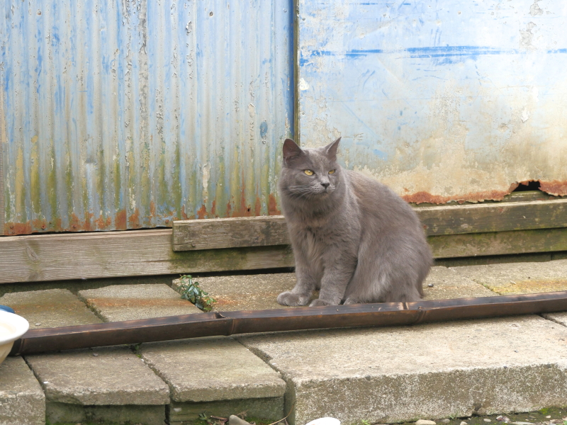 LUMIX GH4 / LUMIX G VARIO 14-140mm / F3.5-5.6 ASPH. / POWER O.I.S. / 1/400秒 / F5 / +0.3EV / ISO800 / 絞り優先AE / 55mm