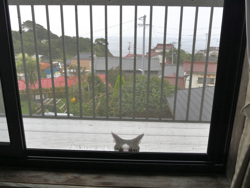 LUMIX GH4 / LUMIX G VARIO 14-140mm / F3.5-5.6 ASPH. / POWER O.I.S. / 1/320秒 / F11 / -0.3EV / ISO800 / 絞り優先AE / 14mm