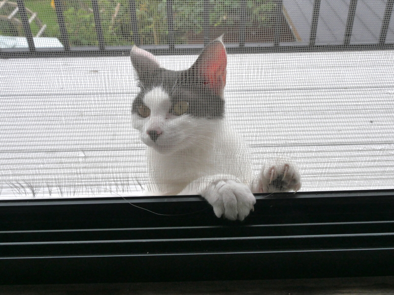 LUMIX GH4 / LUMIX G VARIO 14-140mm / F3.5-5.6 ASPH. / POWER O.I.S. / 1/250秒 / F11 / -0.3EV / ISO800 / 絞り優先AE / 19mm