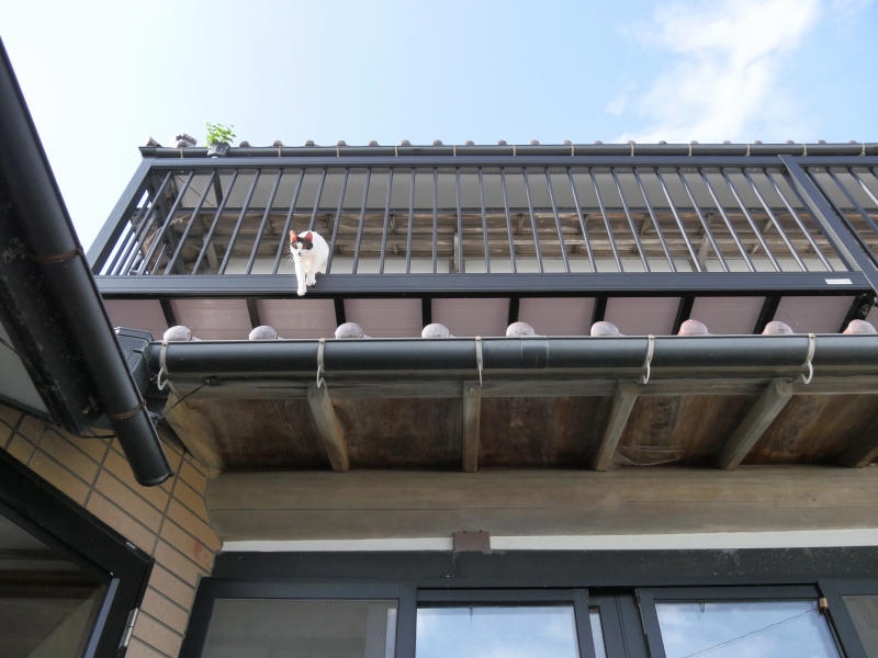 LUMIX GH4 / LUMIX G VARIO 14-140mm / F3.5-5.6 ASPH. / POWER O.I.S. / 1/1600秒 / F4.5 / -0.3EV / ISO800 / 絞り優先AE / 14mm