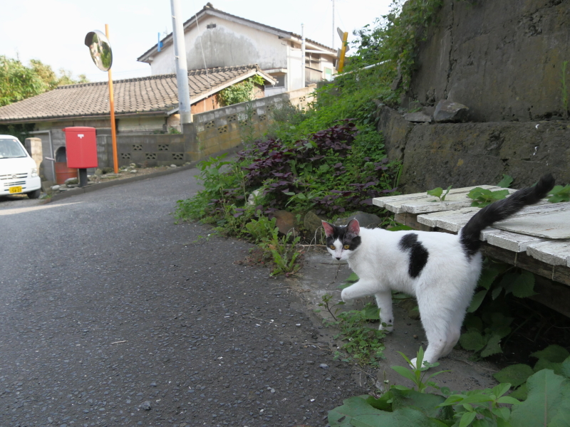 LUMIX GH4 / LUMIX G VARIO 14-140mm / F3.5-5.6 ASPH. / POWER O.I.S. / 1/640秒 / F5 / -0.3EV / ISO800 / 絞り優先AE / 14mm