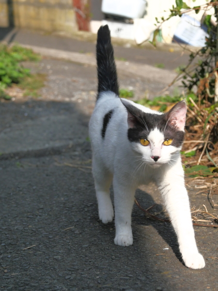 LUMIX GH4 / LUMIX G VARIO 14-140mm / F3.5-5.6 ASPH. / POWER O.I.S. / 1/4,000秒 / F5 / -0.3EV / ISO800 / 絞り優先AE / 40mm