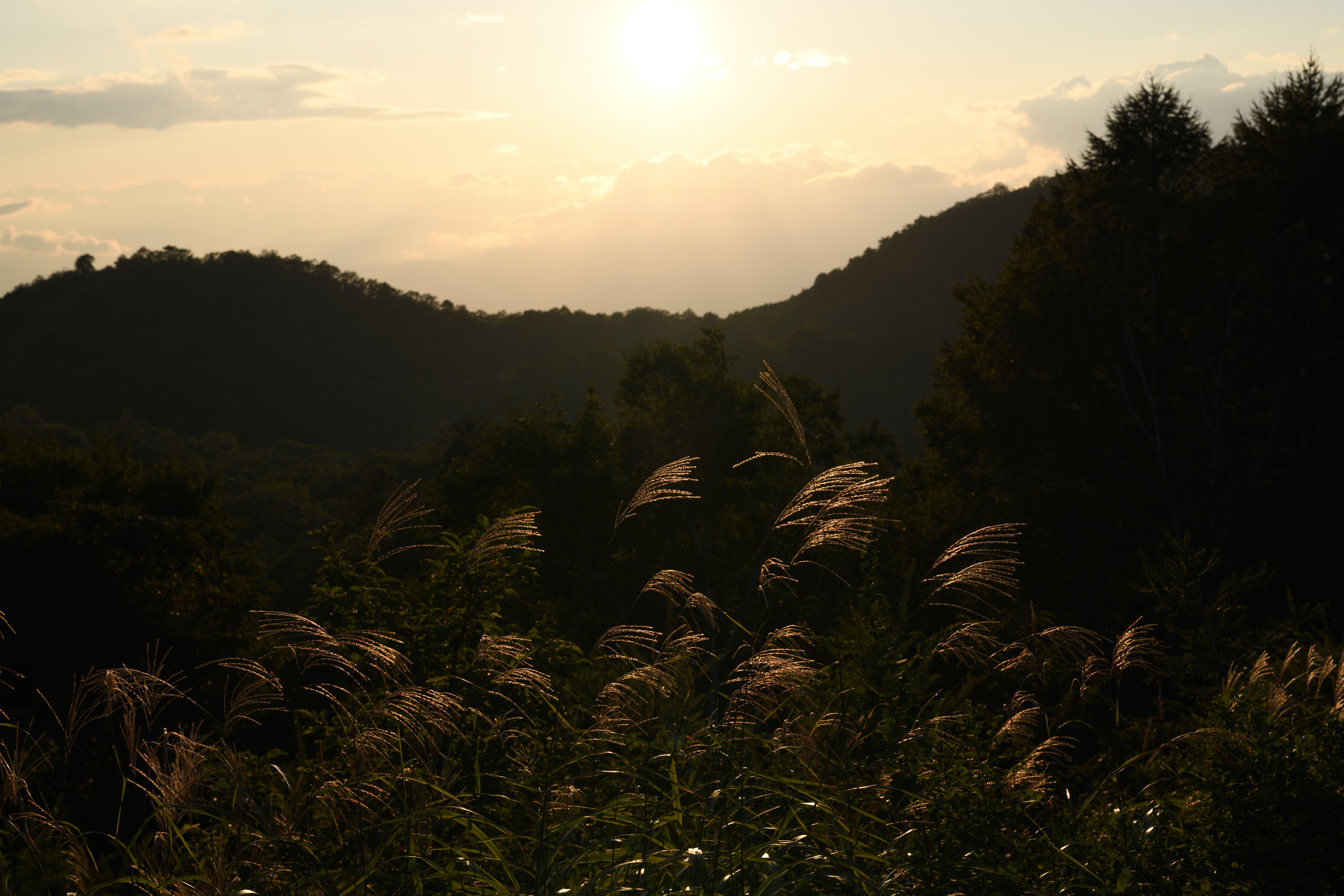 WB：自然光オート。D850 / AF-S NIKKOR 24-70mm f/2.8E ED VR / 1/160秒 / F11 / -1.7EV / ISO 64 / 絞り優先AE / 56mm